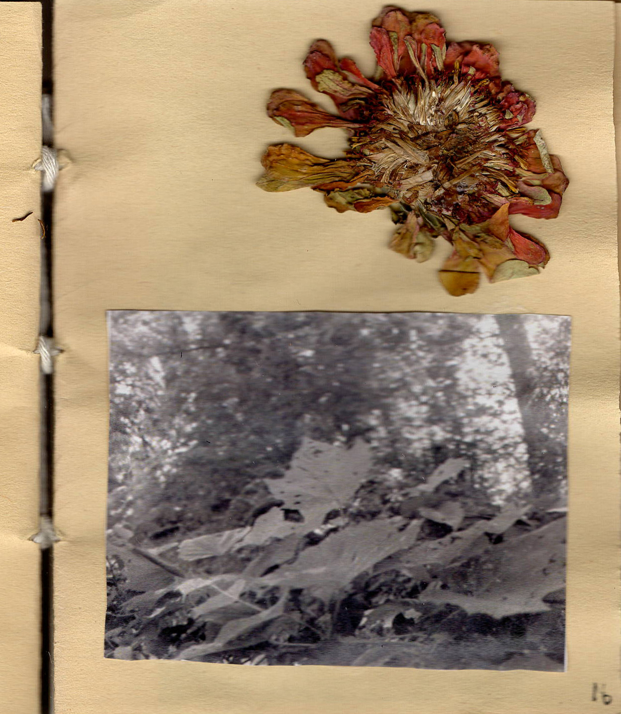 A Field Guide to DASAC