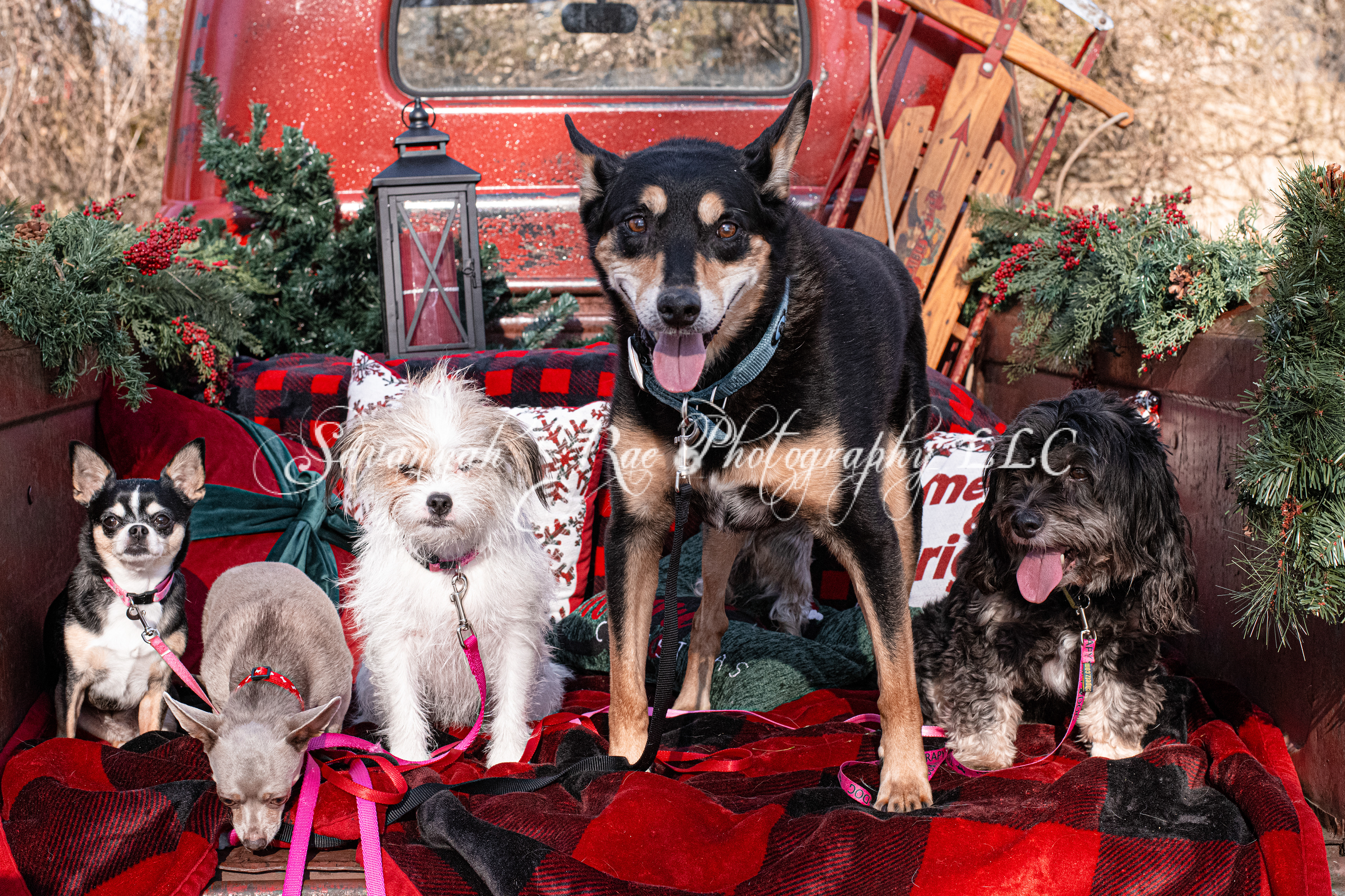 Red Truck Photo-7