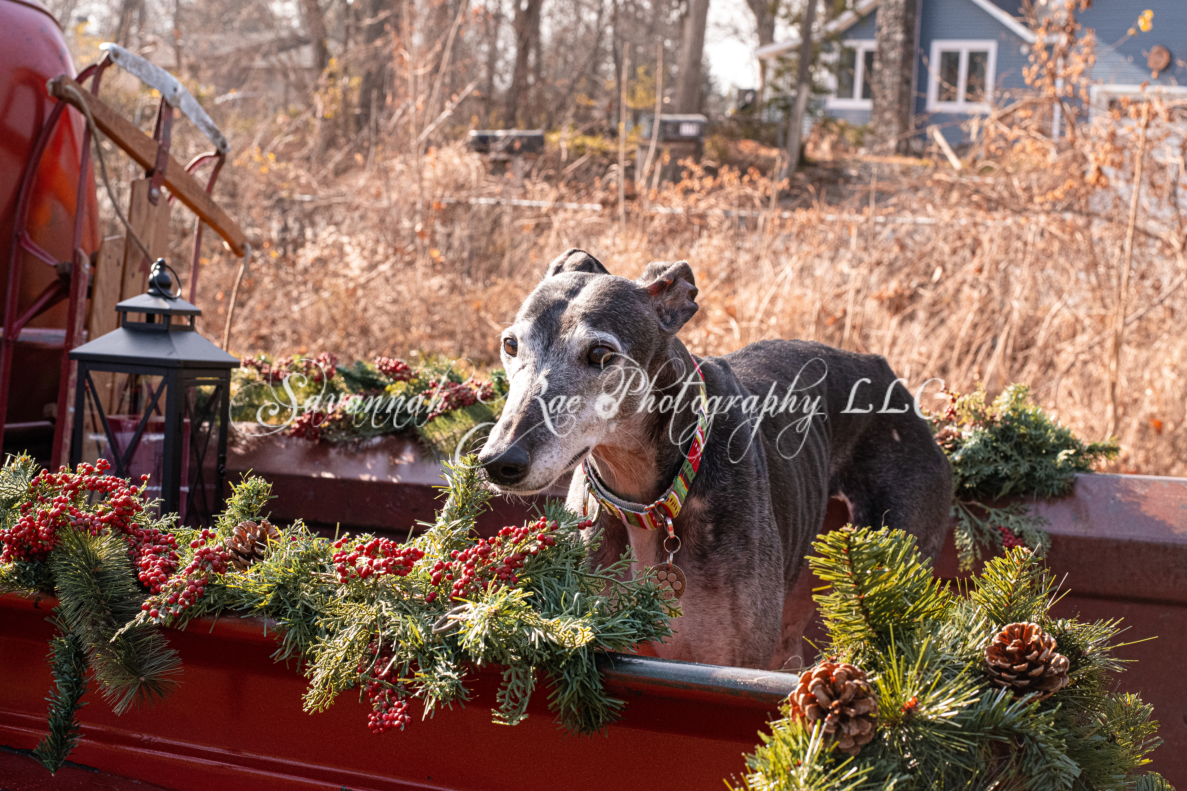 Greyhounds~14