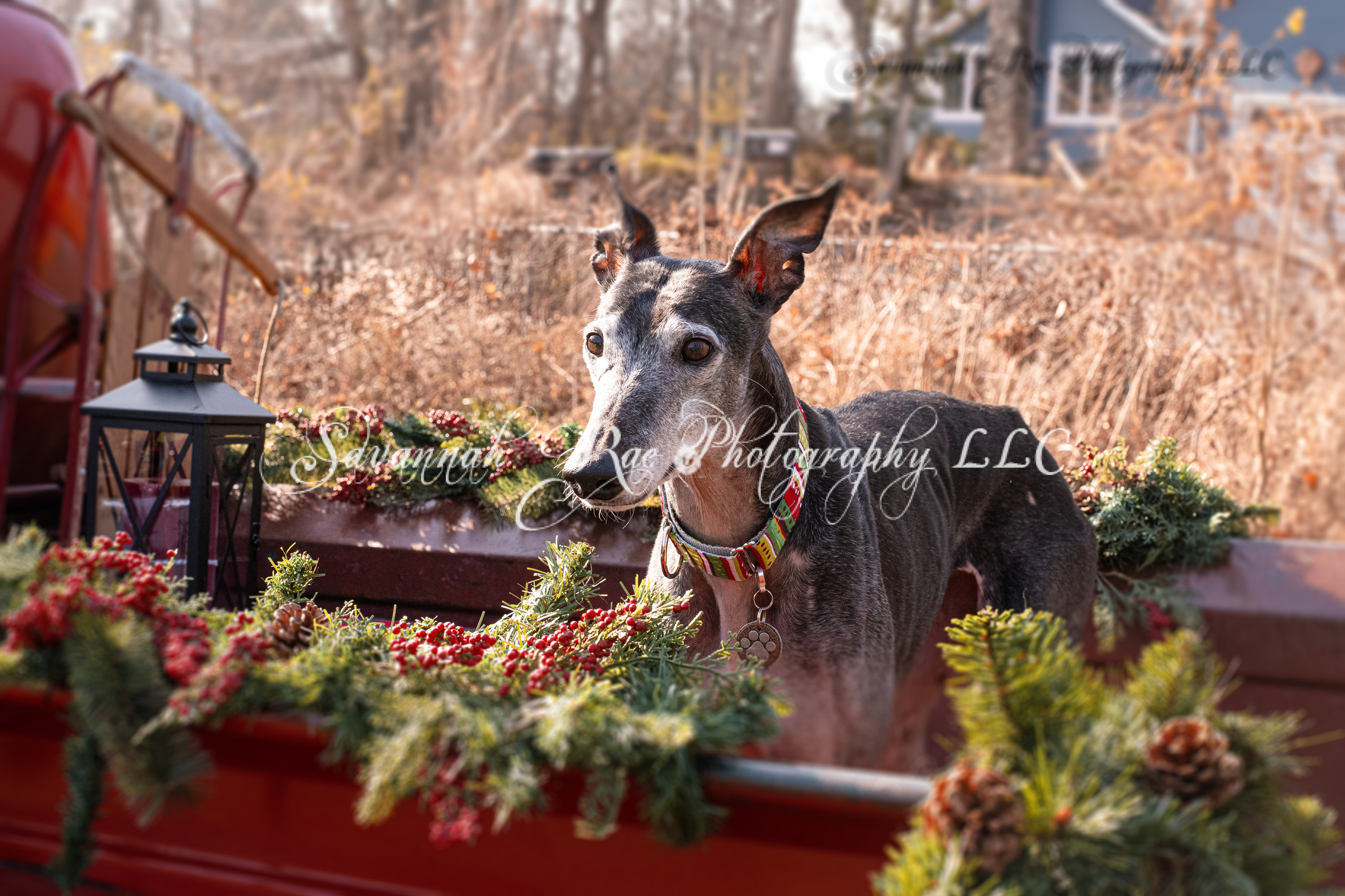 Greyhounds-1 3 Edited
