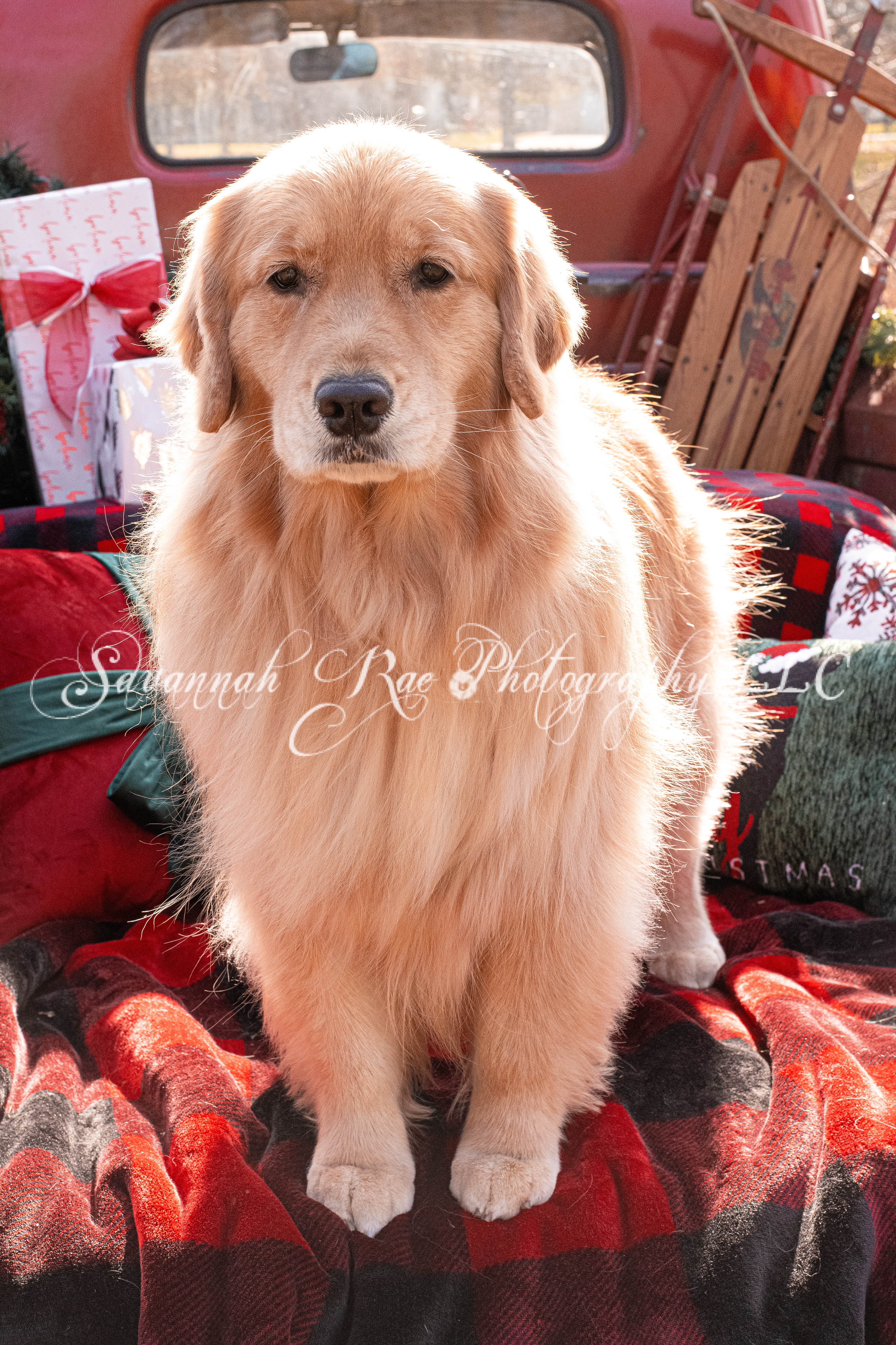 Abby ~ 6