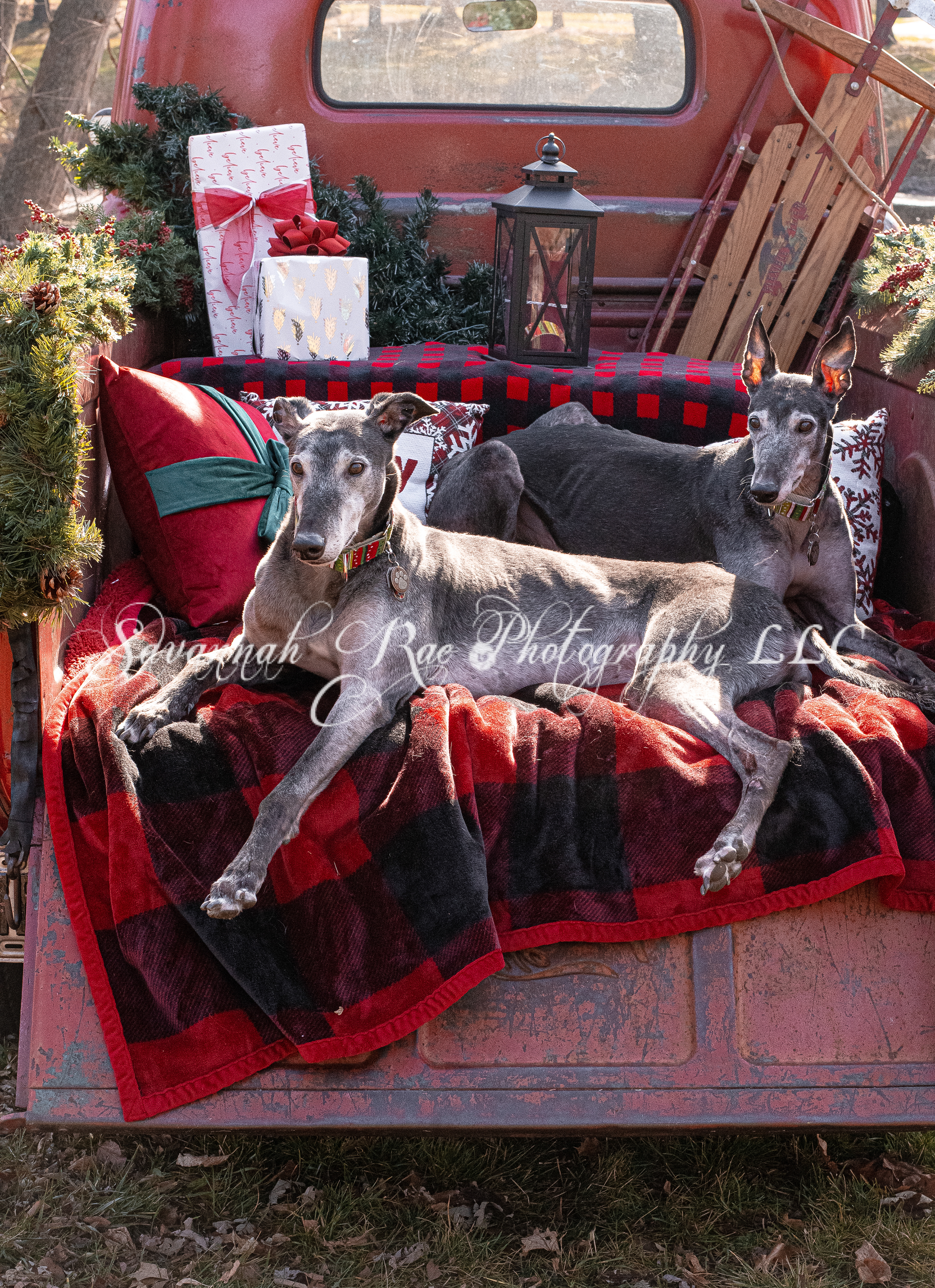 Greyhounds~2
