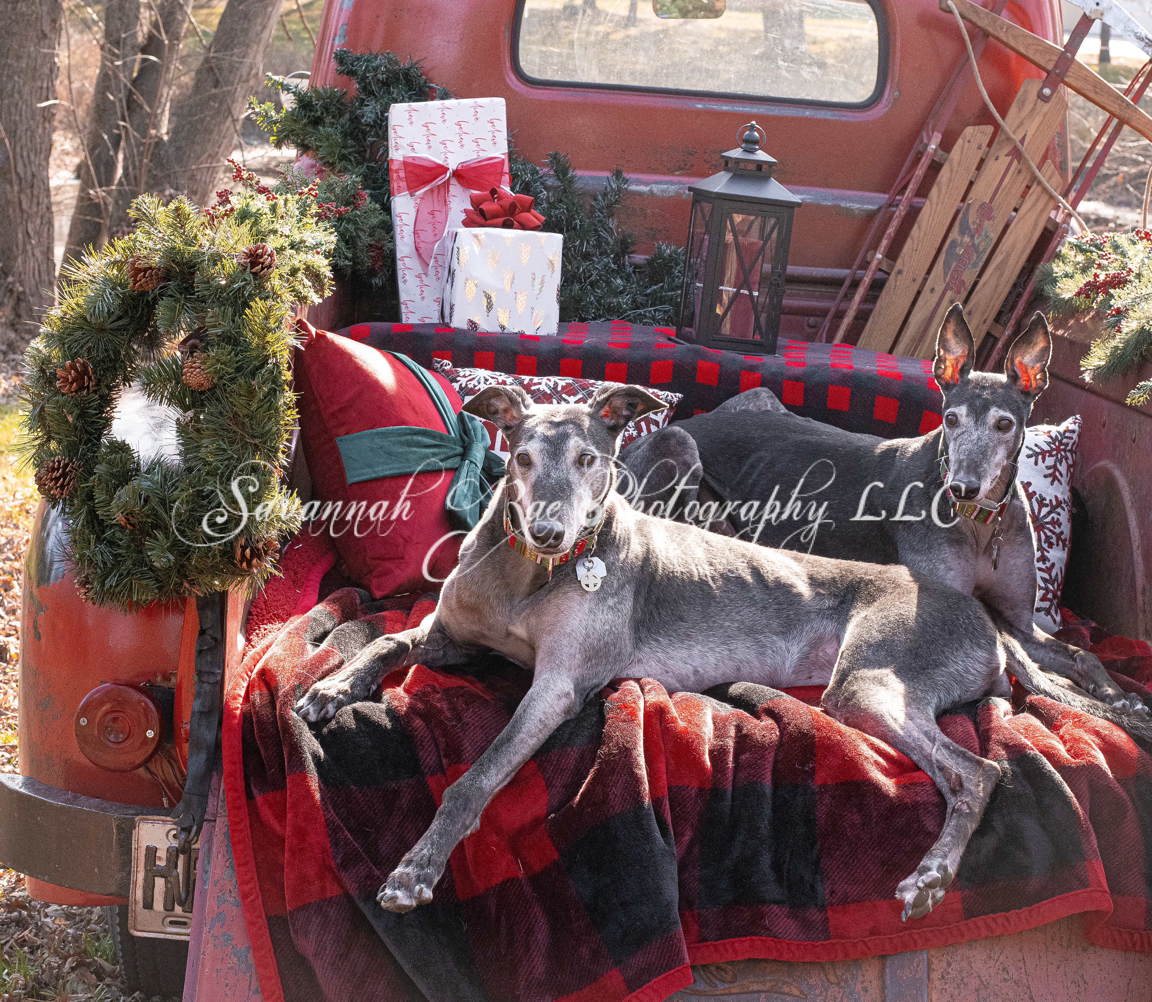 Greyhounds~1