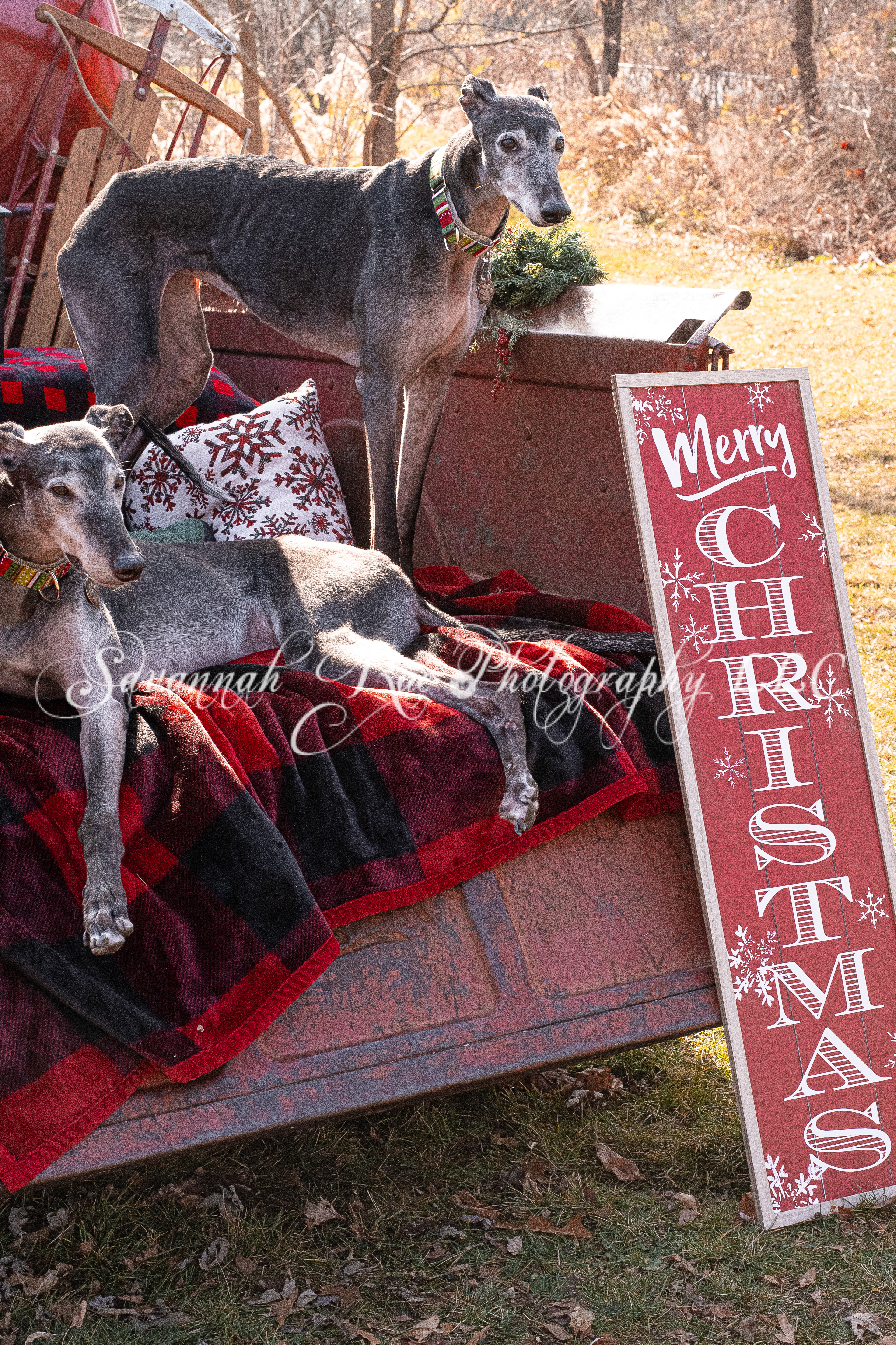 Greyhounds~5