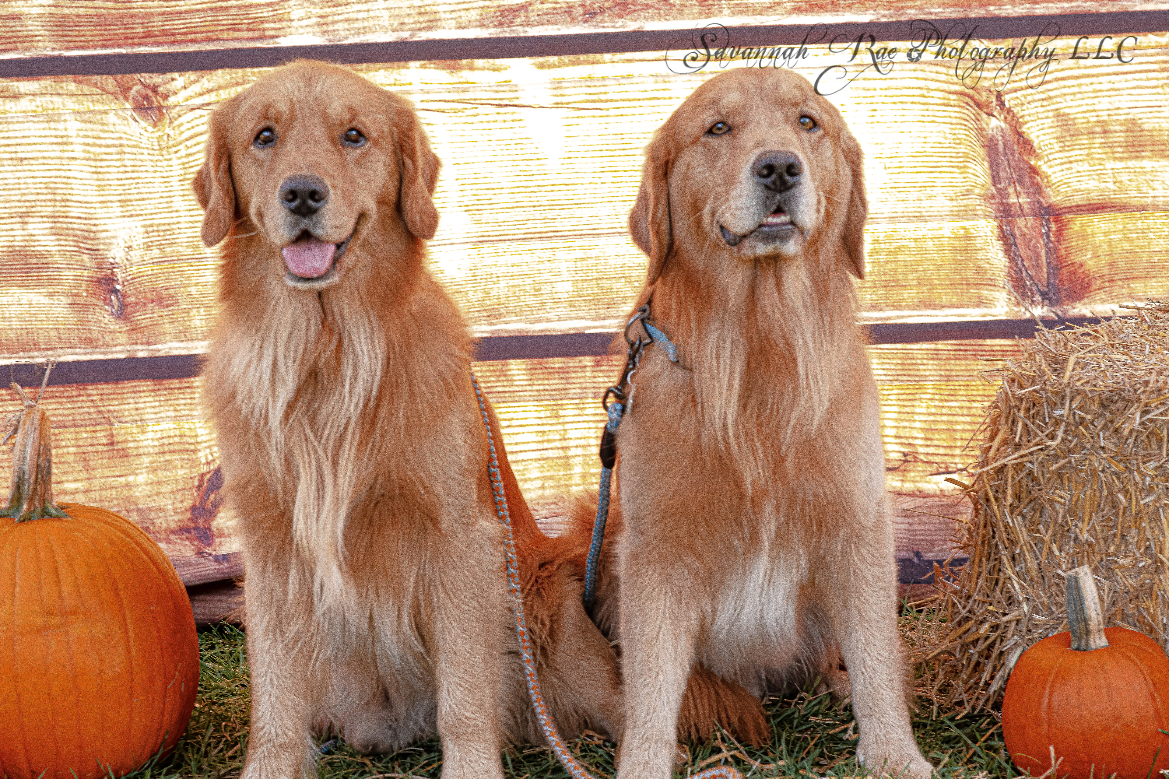 Wilson & Frankie-2