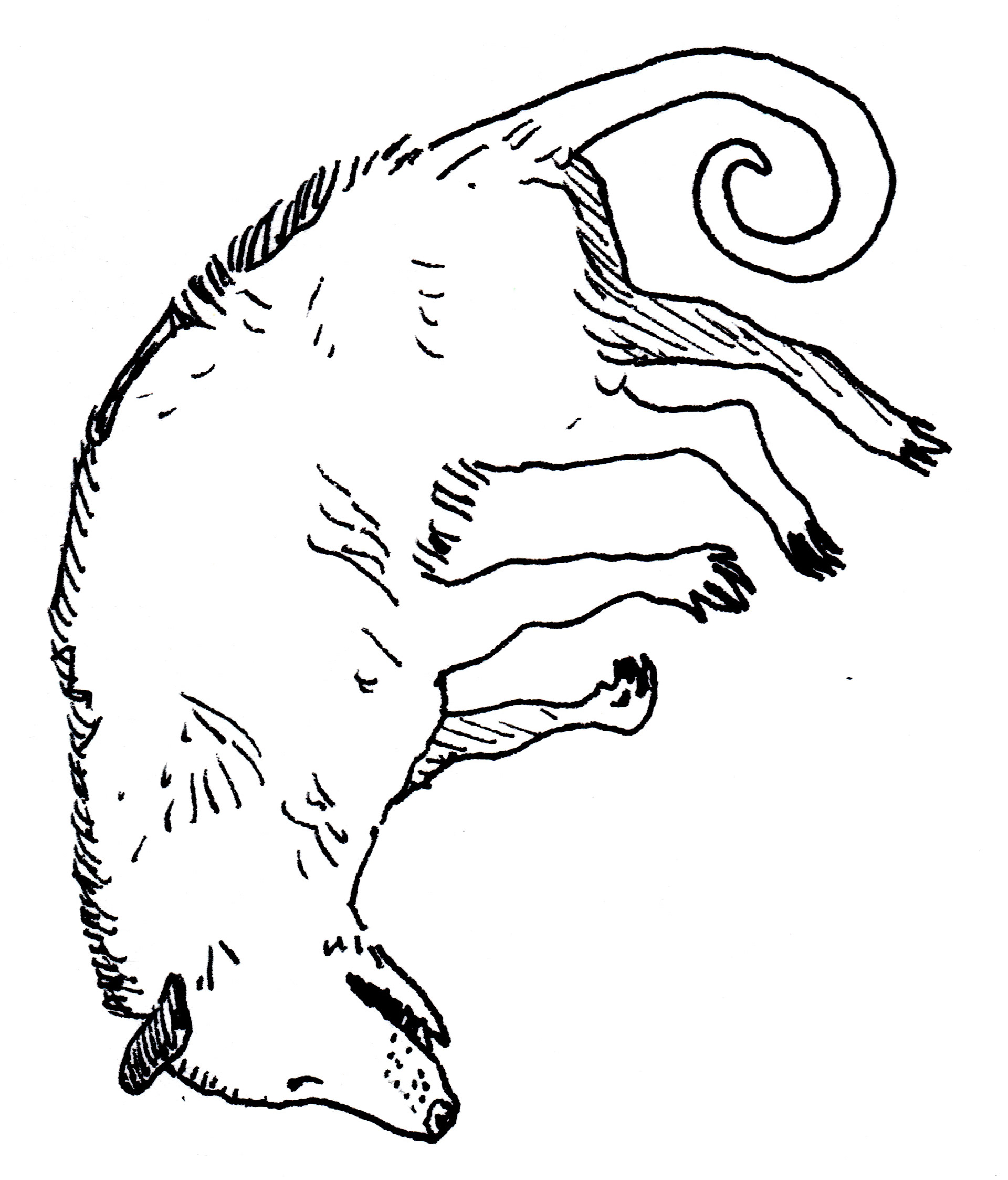 dead opossum, 2018