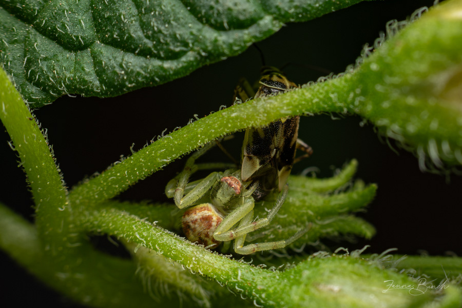 Crab Spider Chowin' Down