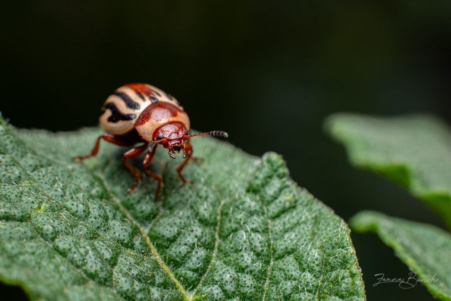 Sunflower Beetle on Potato Plant
