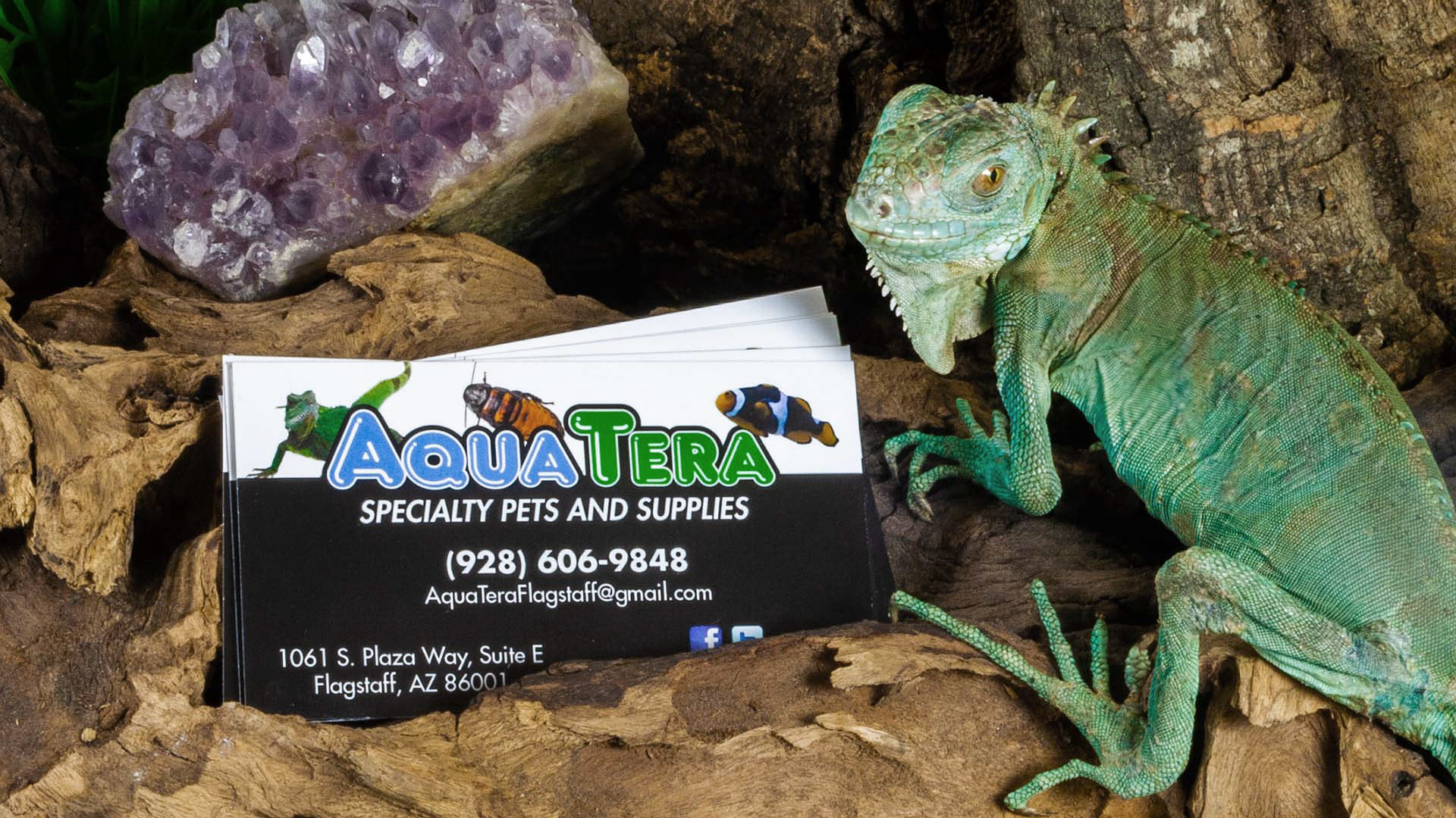 business card design photographed in a created scene with a live, juvenile blue iguana
