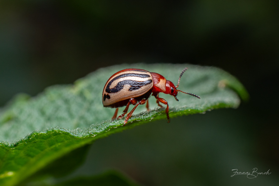 Sunflower Beetle on Potato Plant