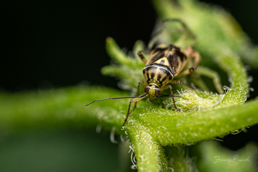 Beetle also known as "lunch"