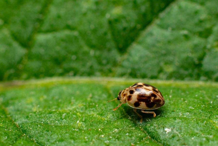 a Beetle