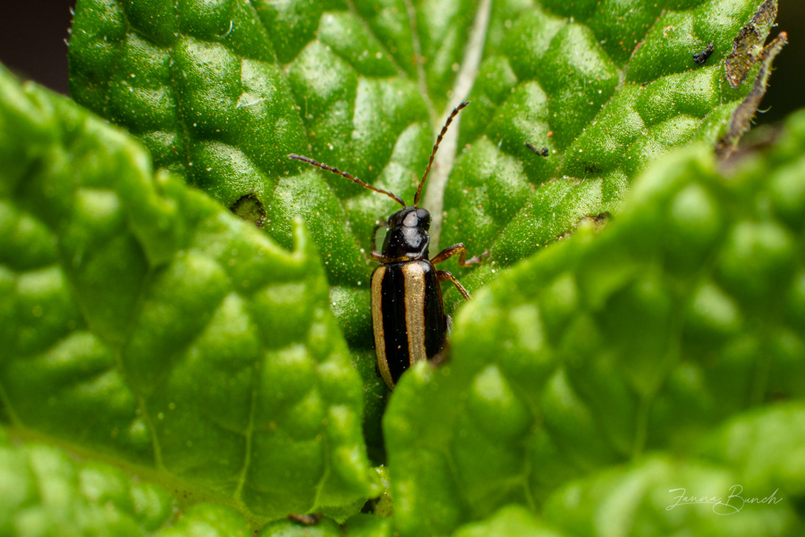 Striped flea beetle on mint
