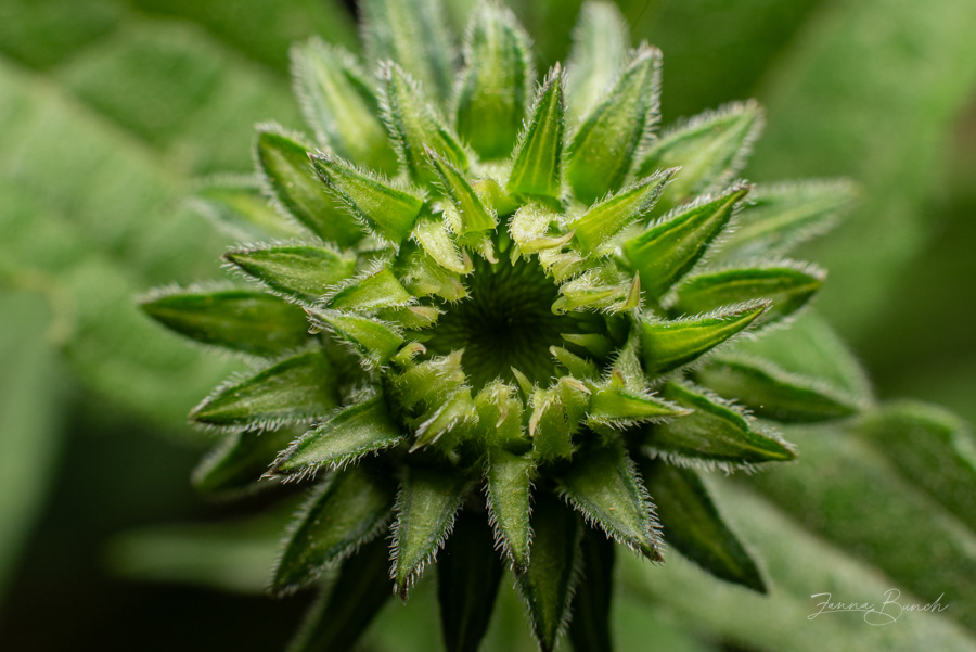 Cone flower getting ready to bloom