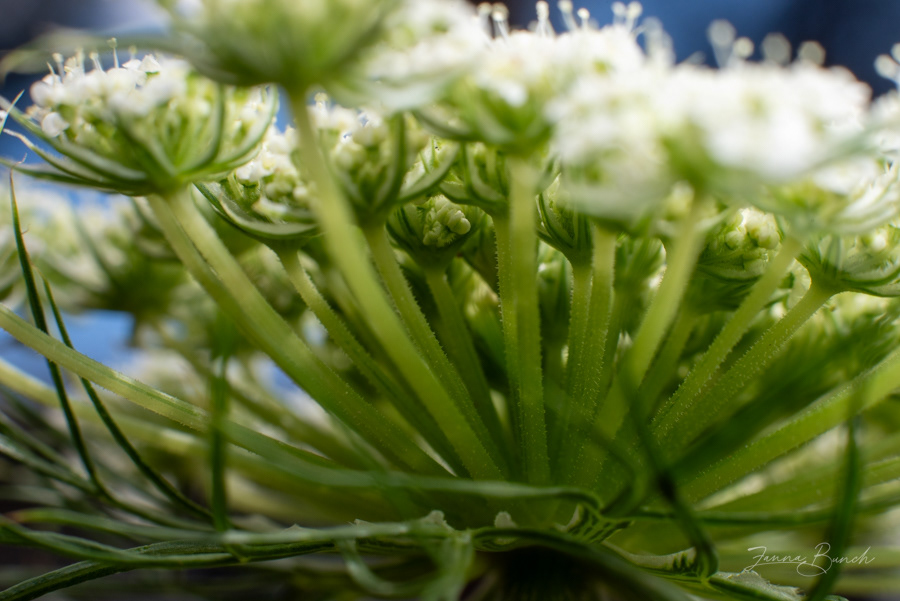 Underside of a Carrot Flower