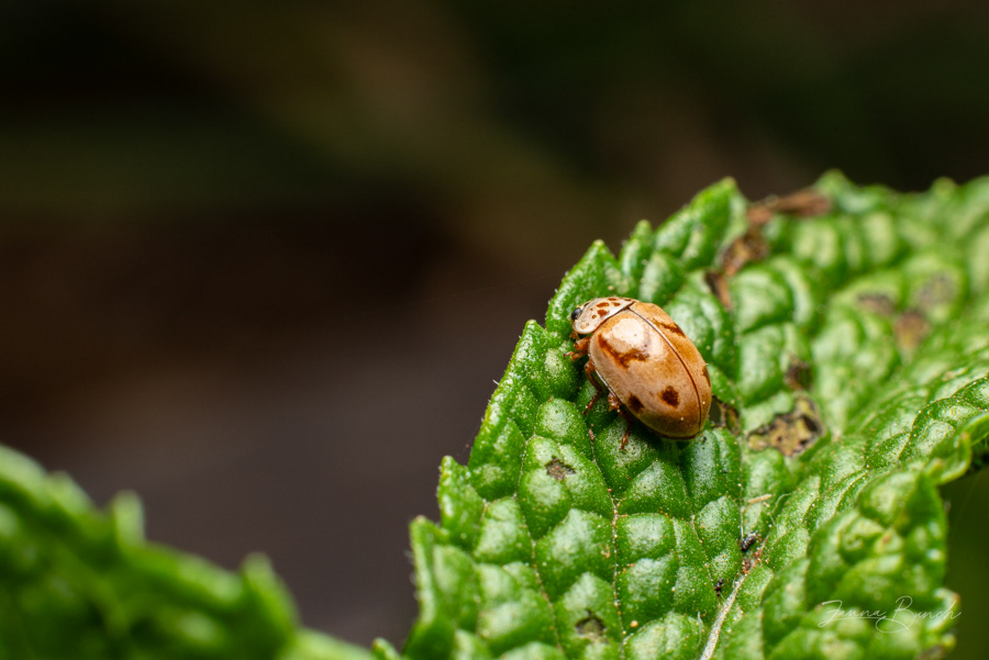 Pine Ladybug