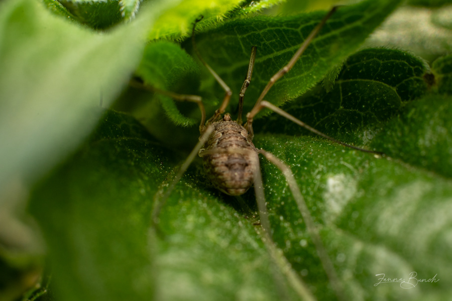 Harvestman/ Daddy Long Legs