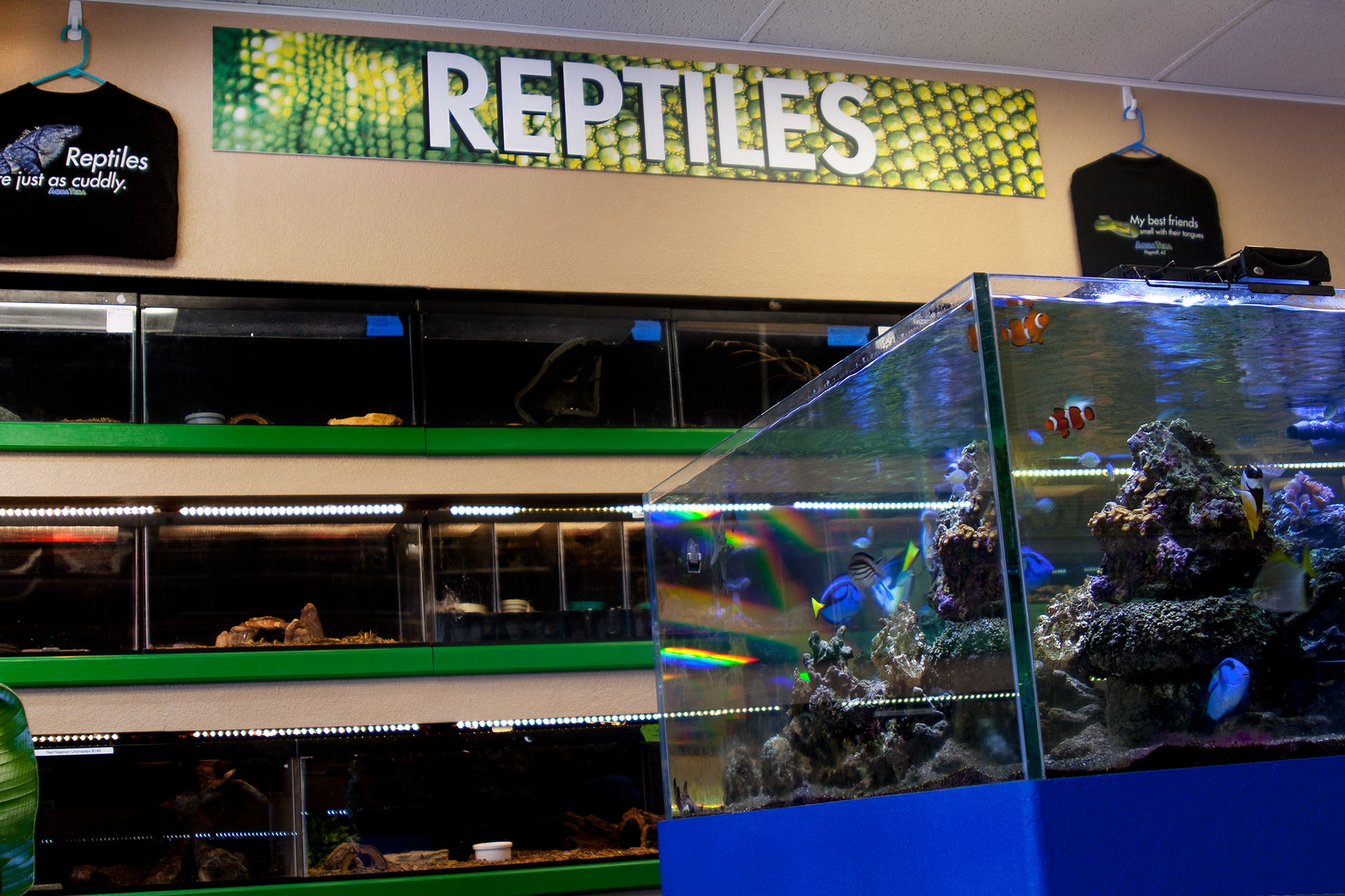 image of the store front highlighting a saltwater show tank. reptile display and environmental signage, and sample shirts available for purchase.