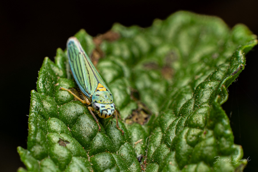 Leaf Hopper on Mint
