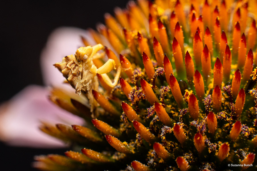Jagged Ambush Bug