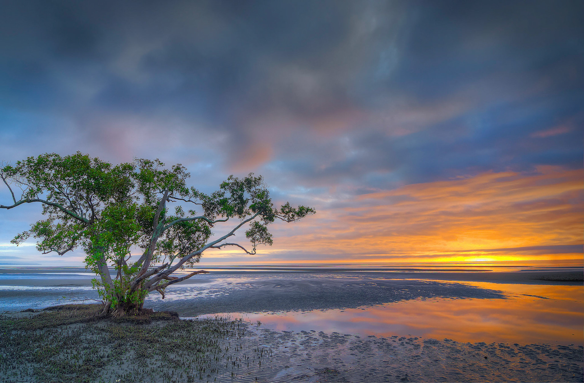 Mangrove Sunrise