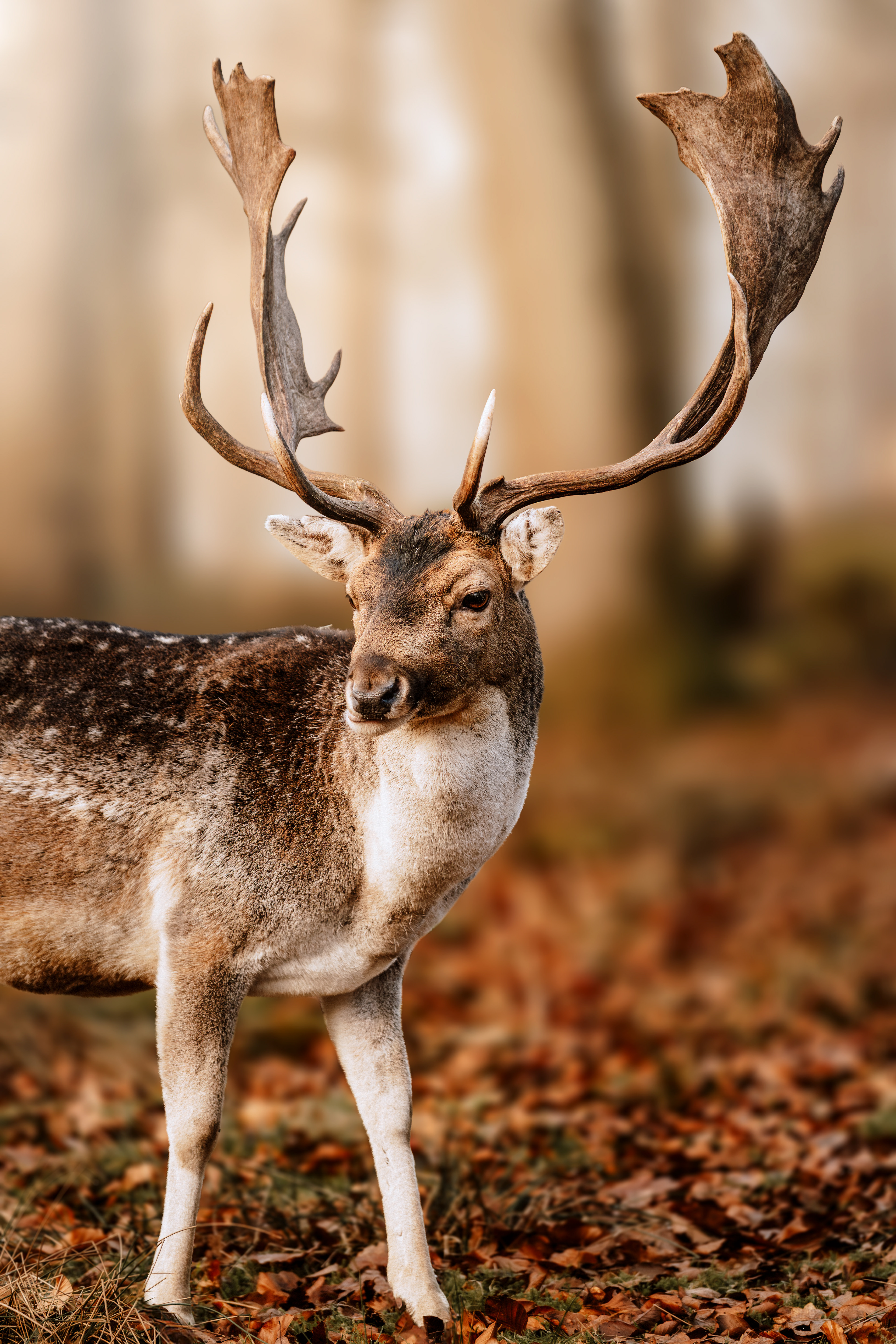 Tier-Erlebnisshooting in Silberborn im Solling mit Damwild, Huskys und Wüstenbussard