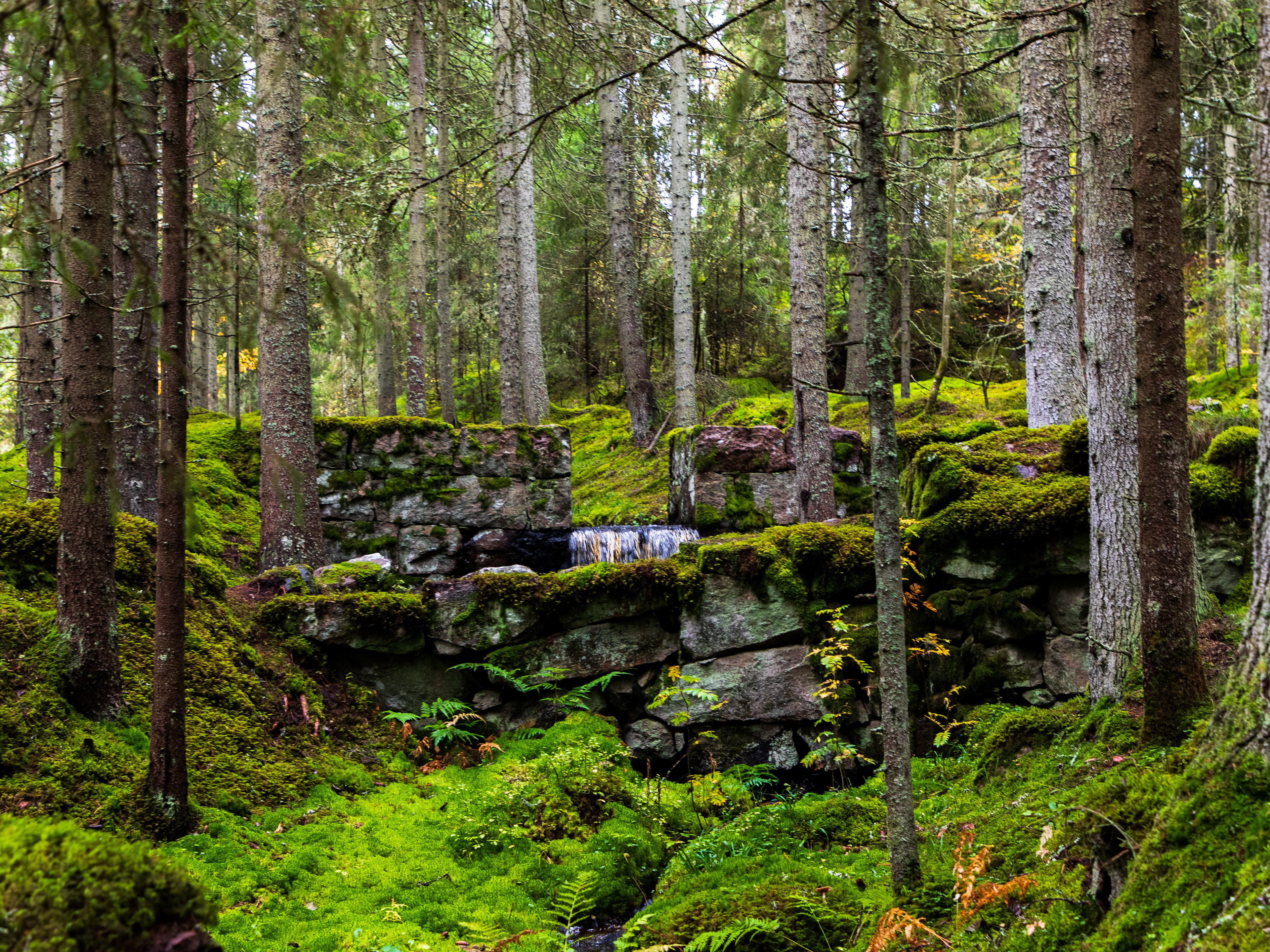 Kåperyds dammar