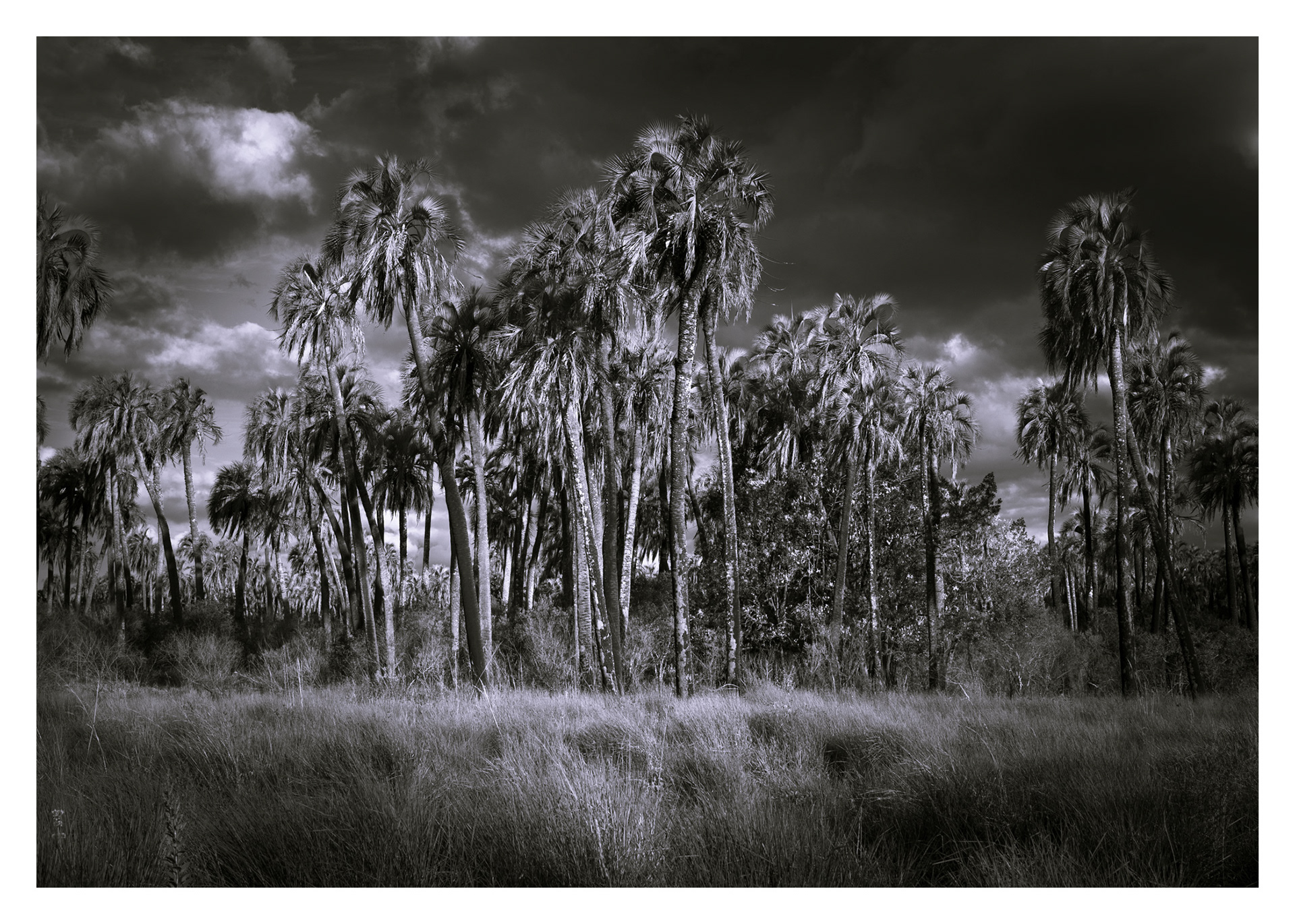 Palmeras