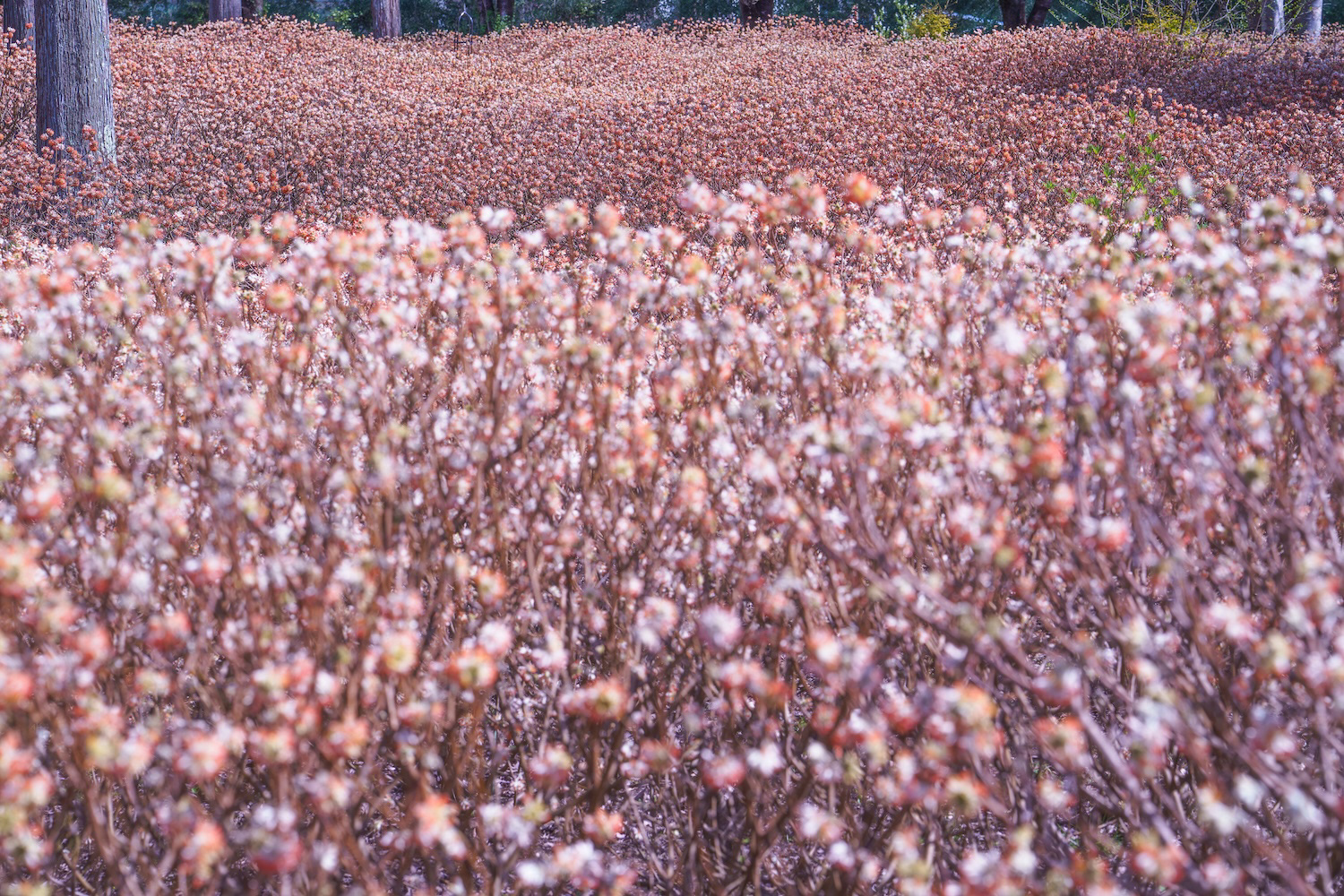 嵯峨ガーデンの紅花ミツマタ