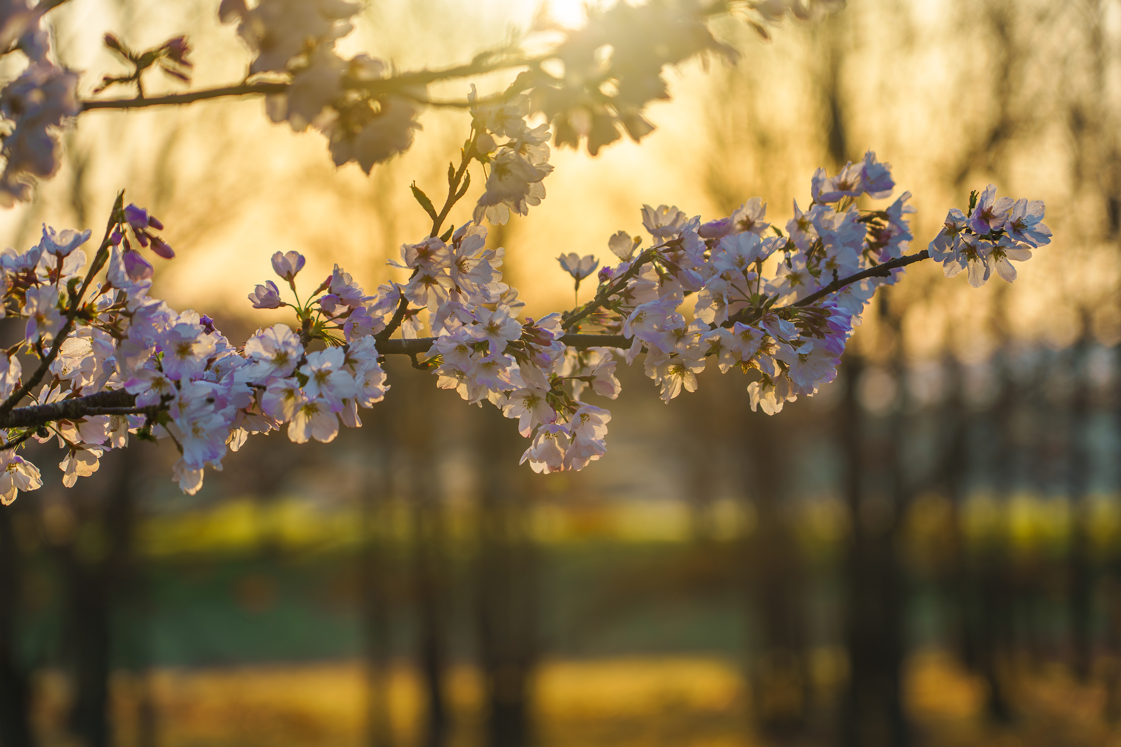 母子島遊水地の桜