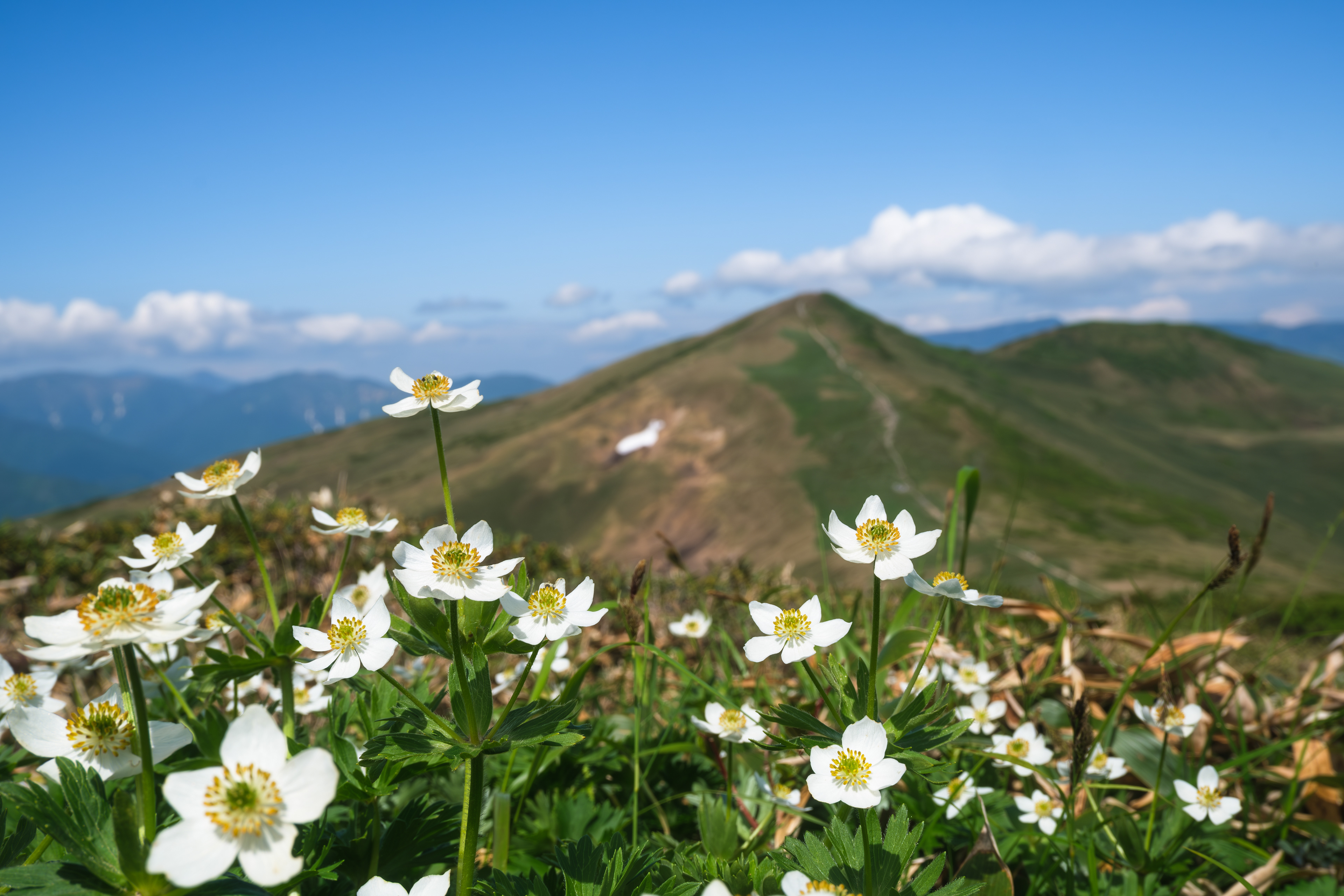 平標山・仙ノ倉山 ハクサンイチゲ