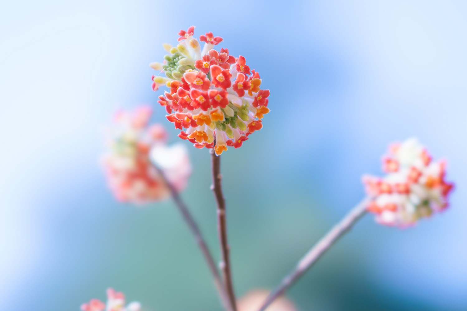 嵯峨ガーデンの紅花ミツマタ