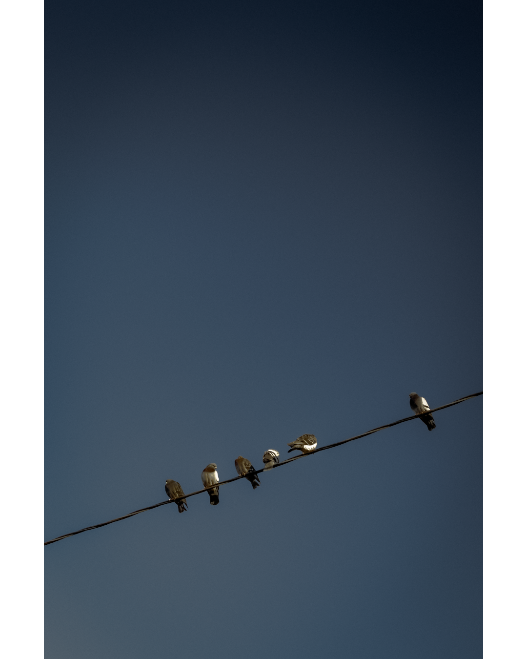 Birds (5) 2022