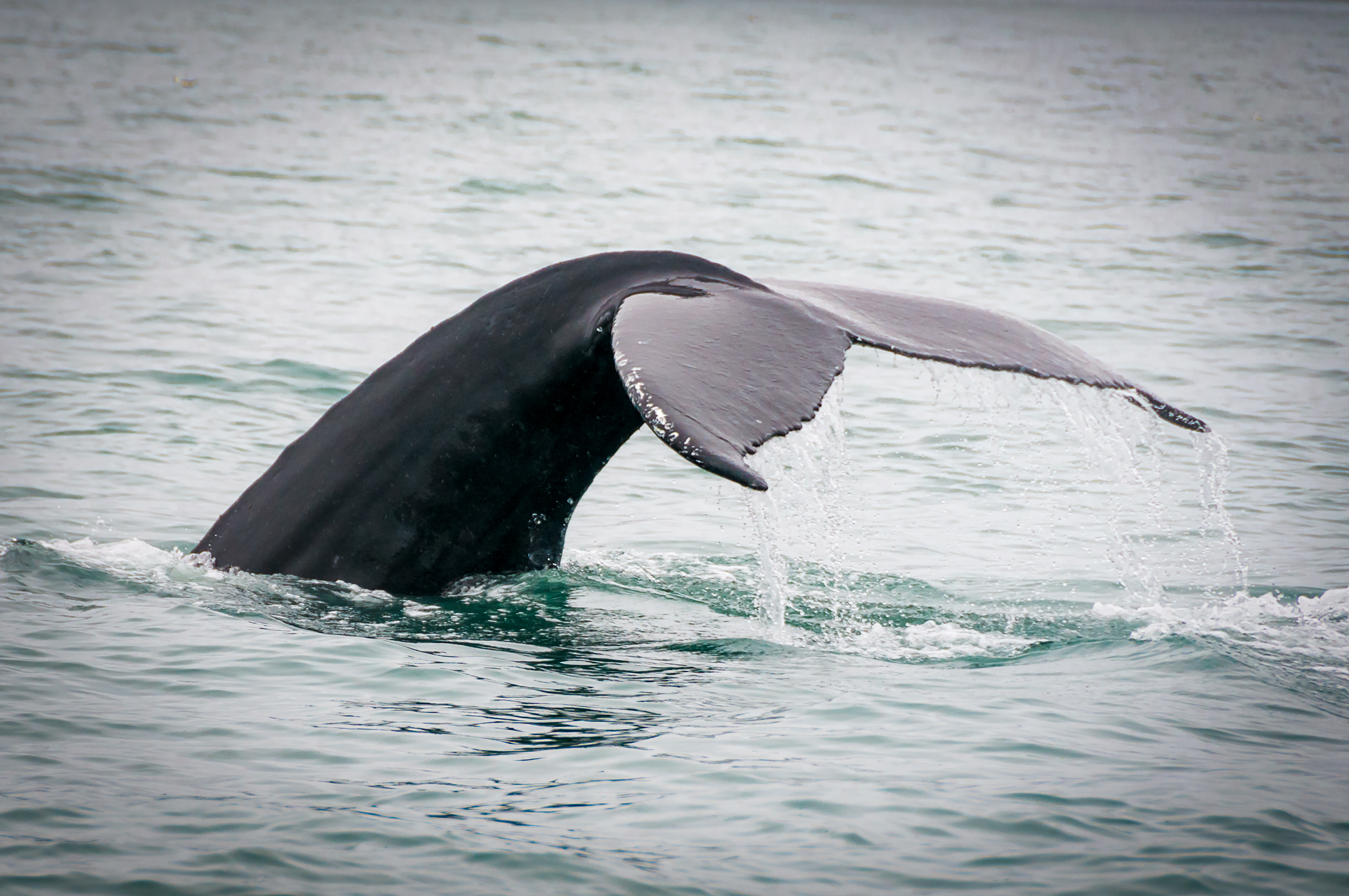 Baleine