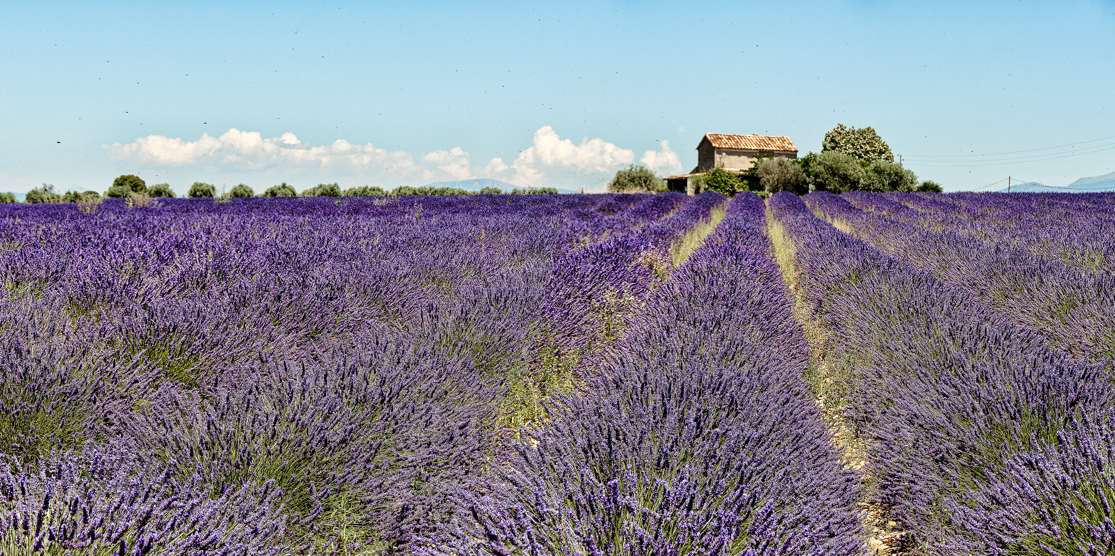 Valensole