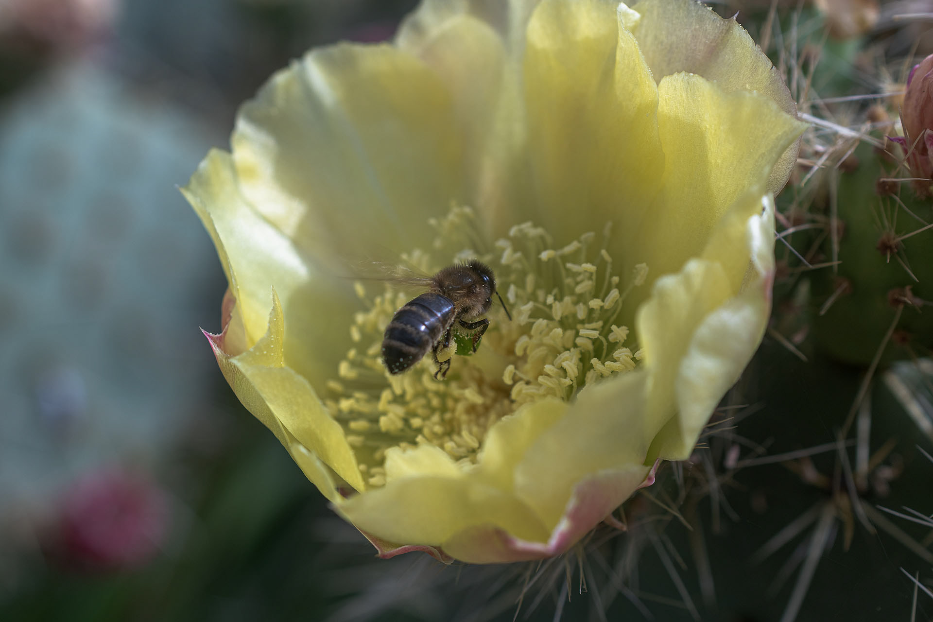Pollinisation