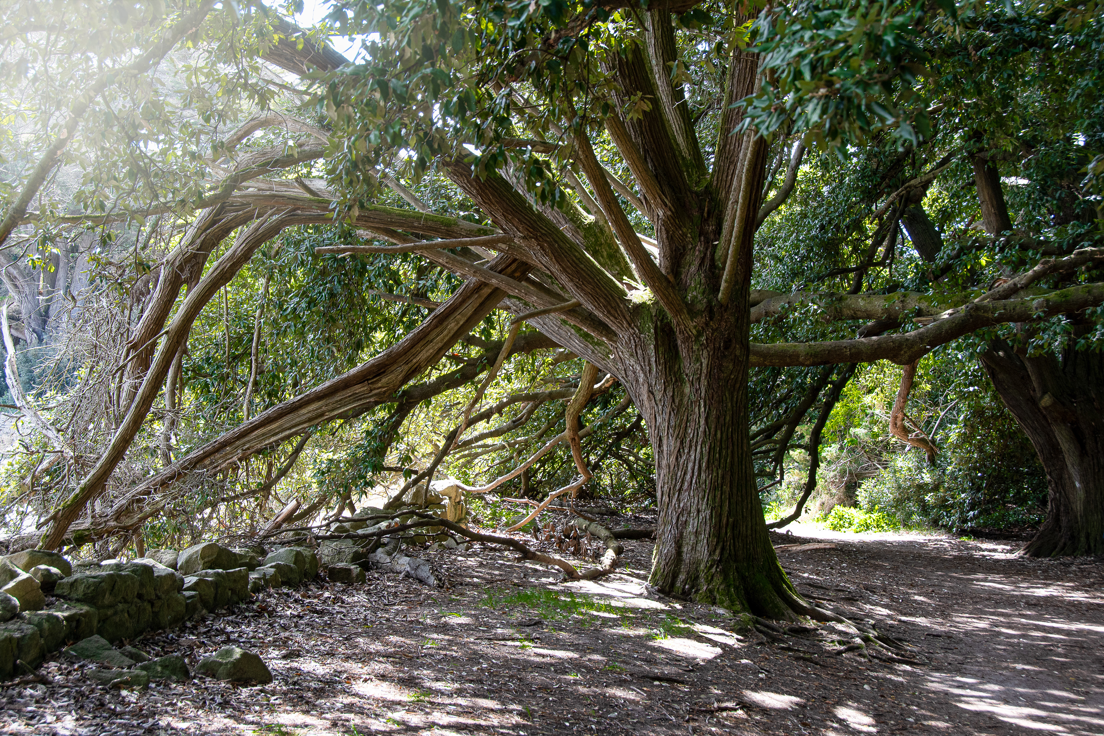 Mon arbre