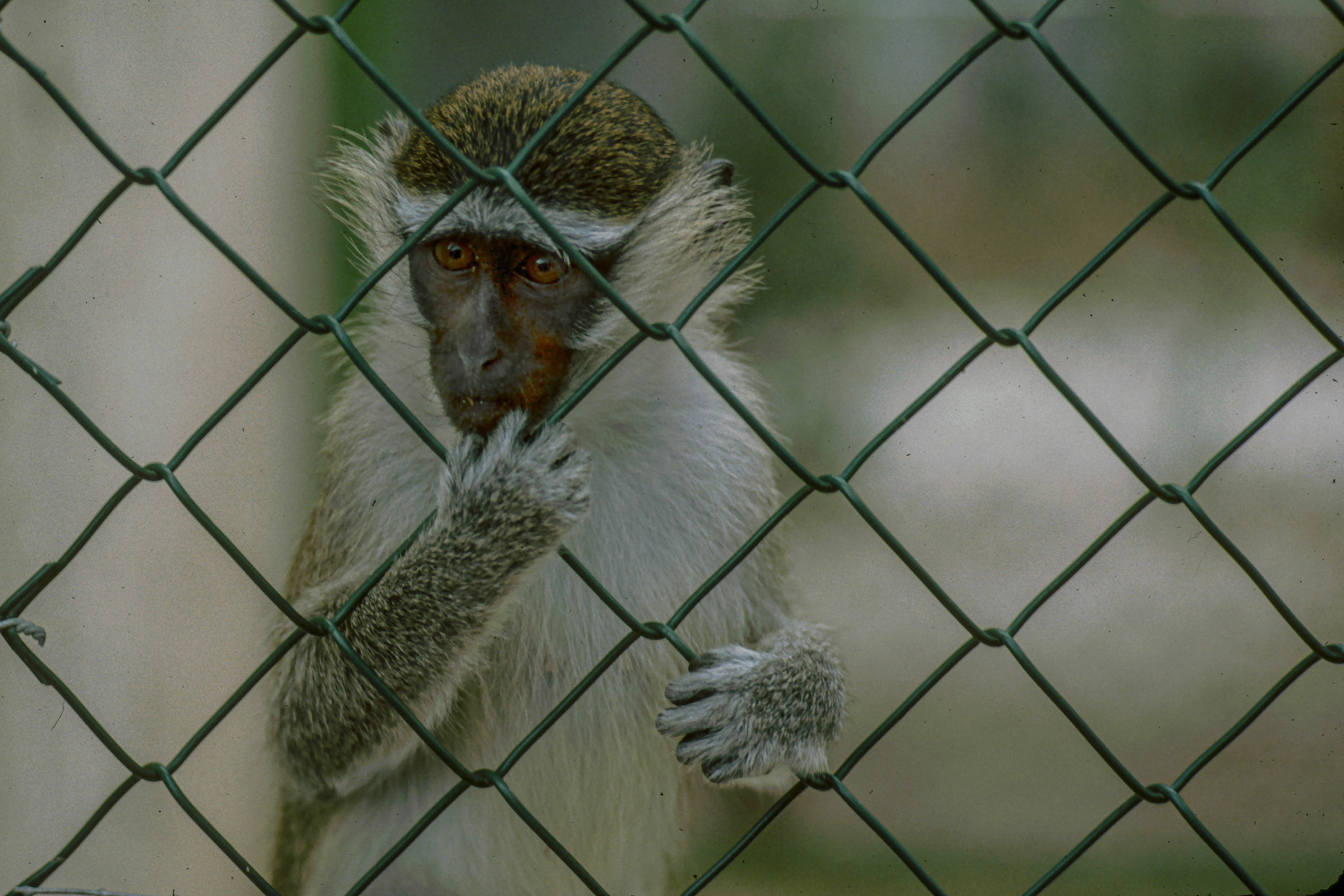 En cage