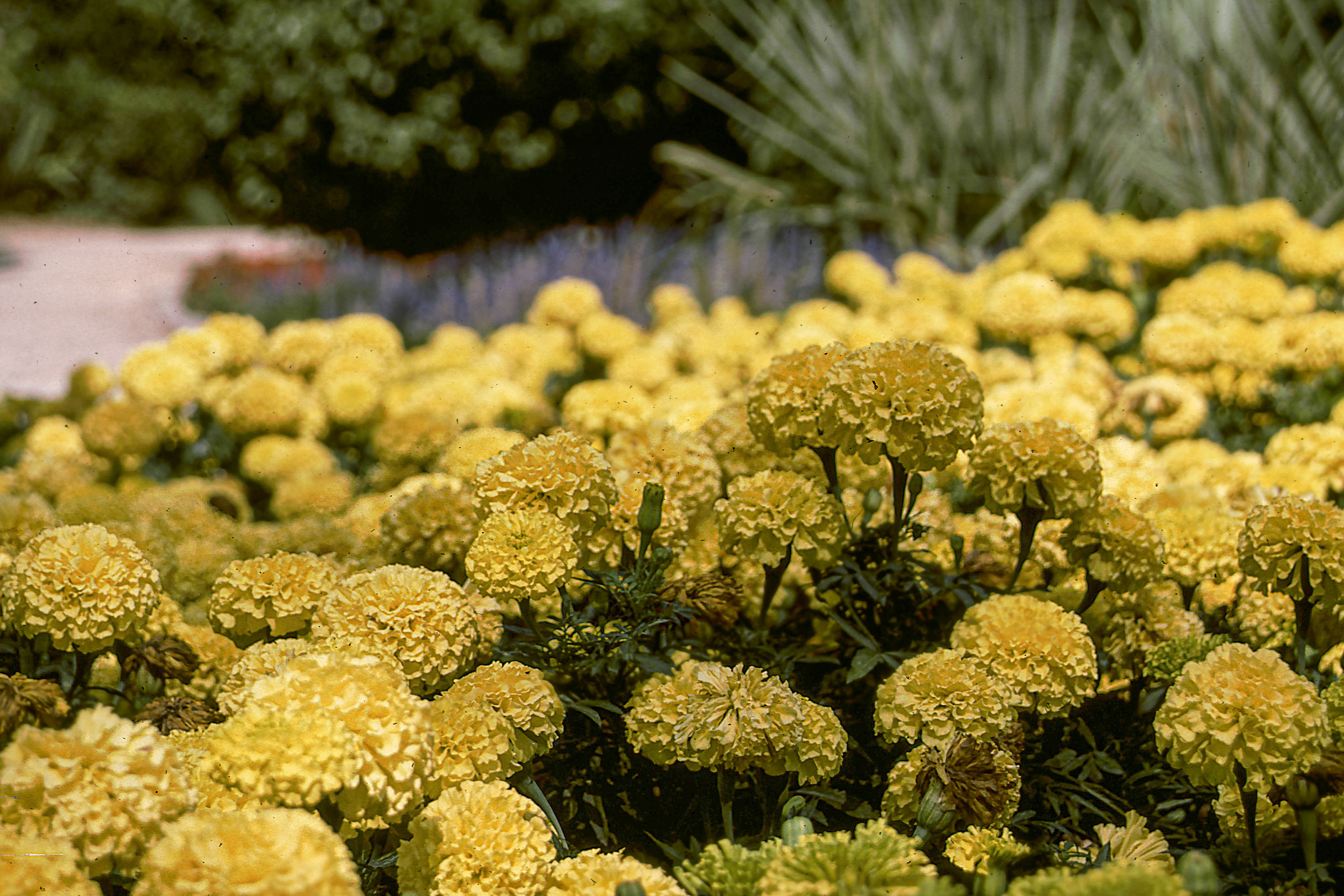 Parterre