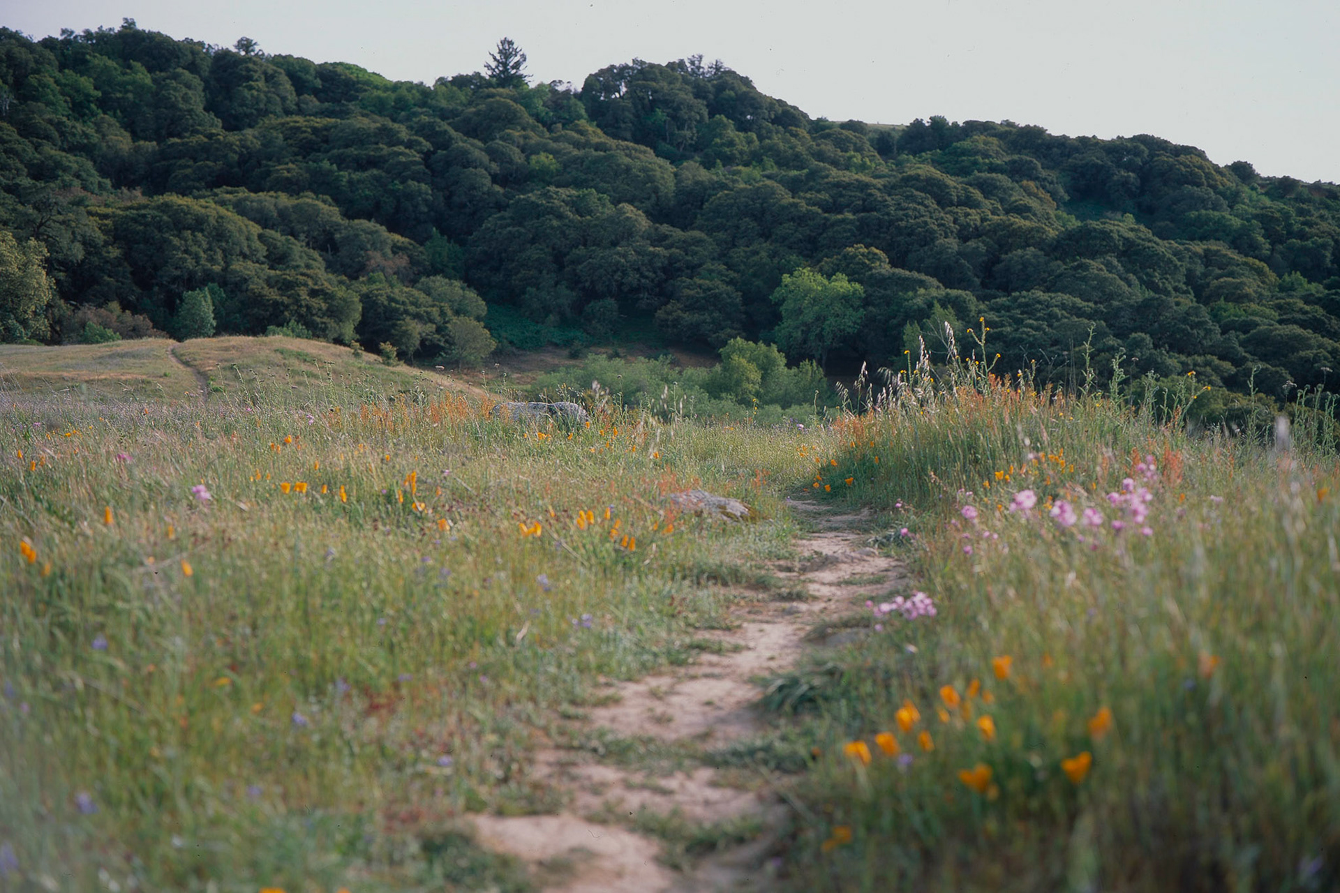 Coal Creek — FujicaGW690, Fuji Provia 100F