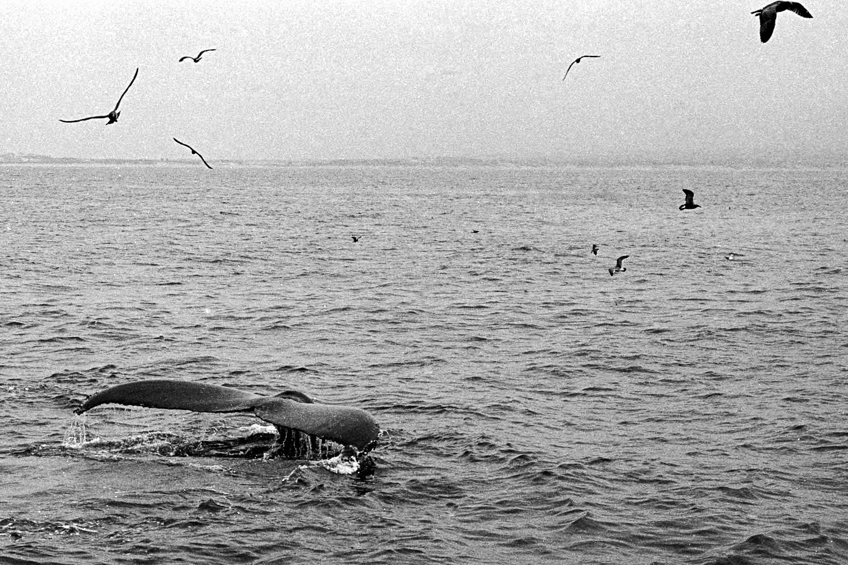 Leica M6, Kodak Portra 160 converted to black and white
