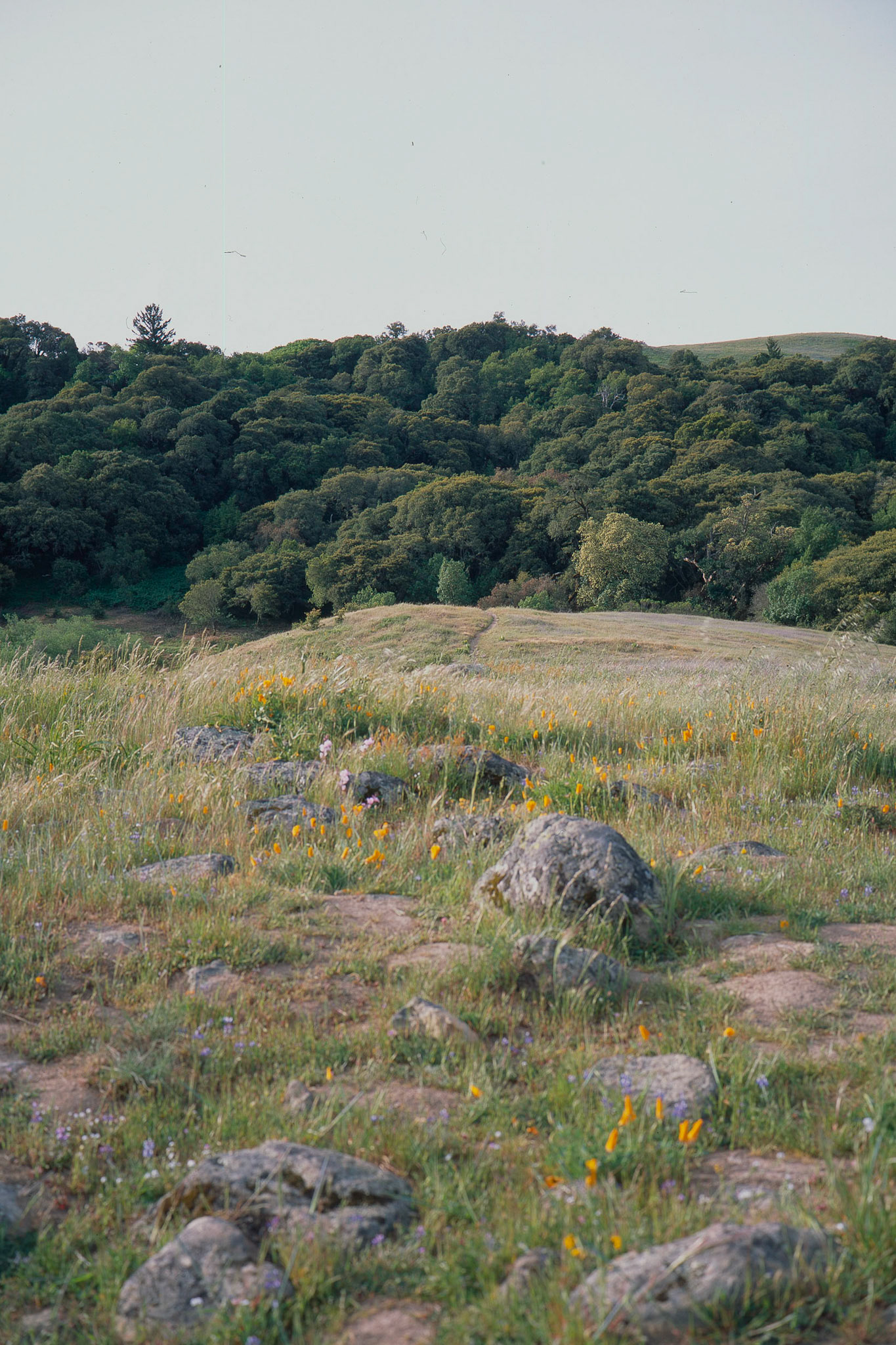 Coal Creek — FujicaGW690, Fuji Provia 100F