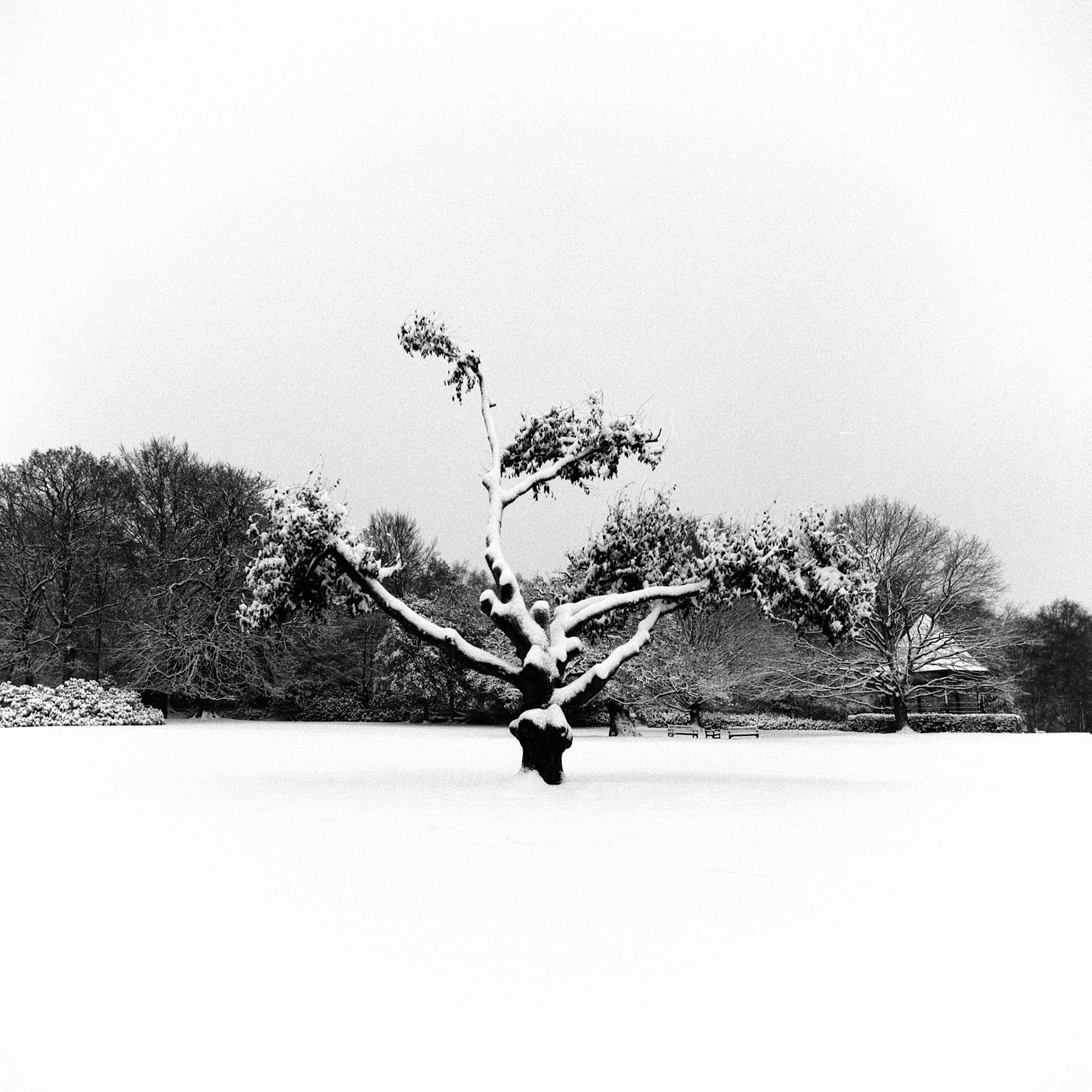 December, 2022 — Hasselblad 500cm, Ilford HP5+ pushed 2 stops