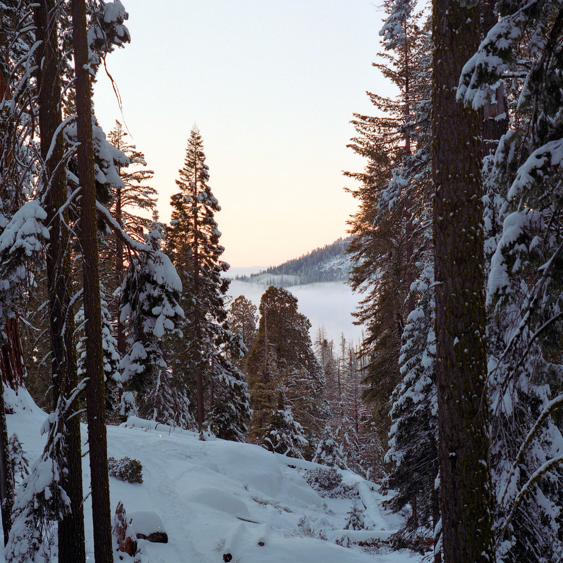 Sequoia National Park, California, USA