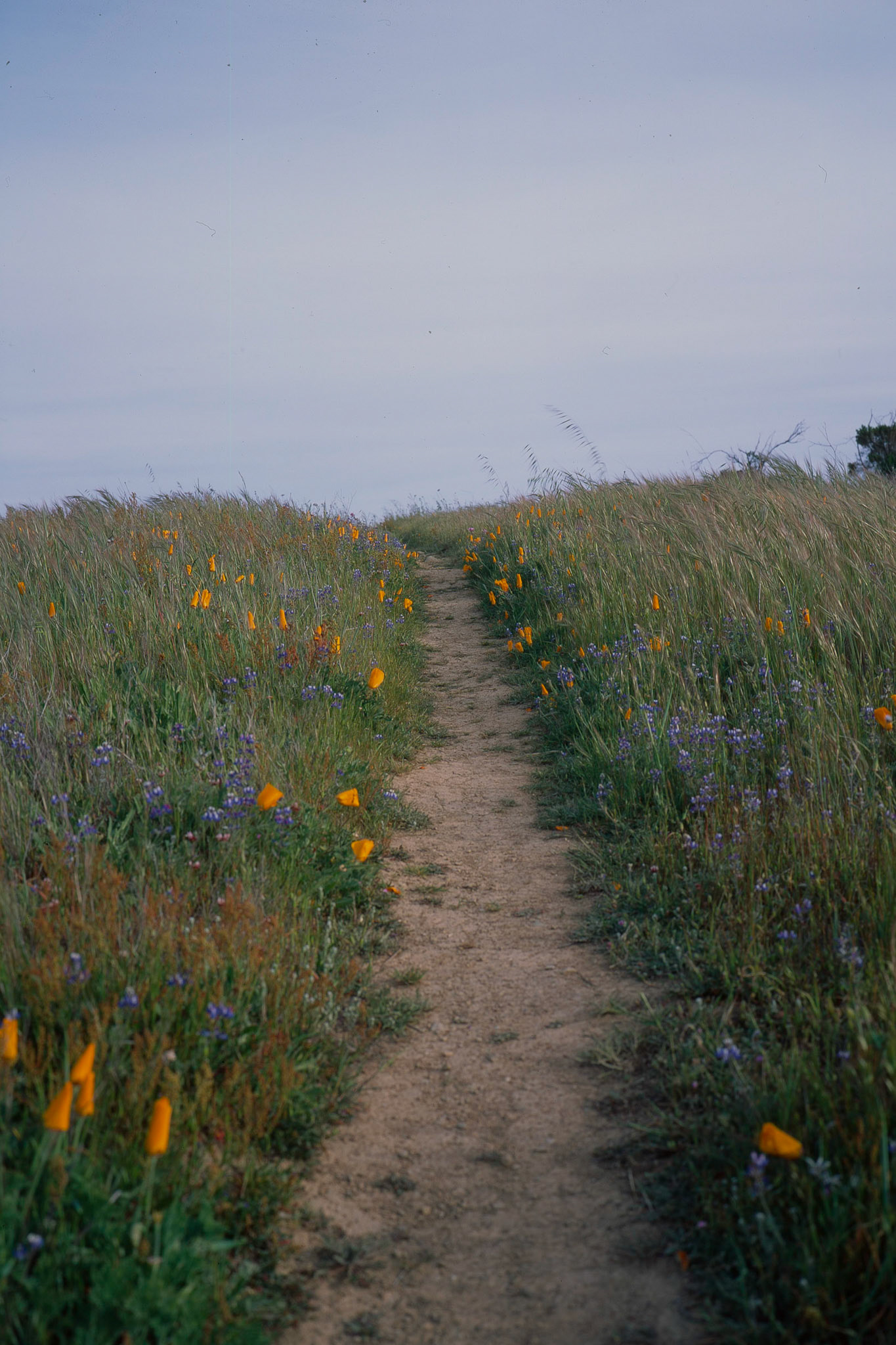 Coal Creek — FujicaGW690, Fuji Provia 100F