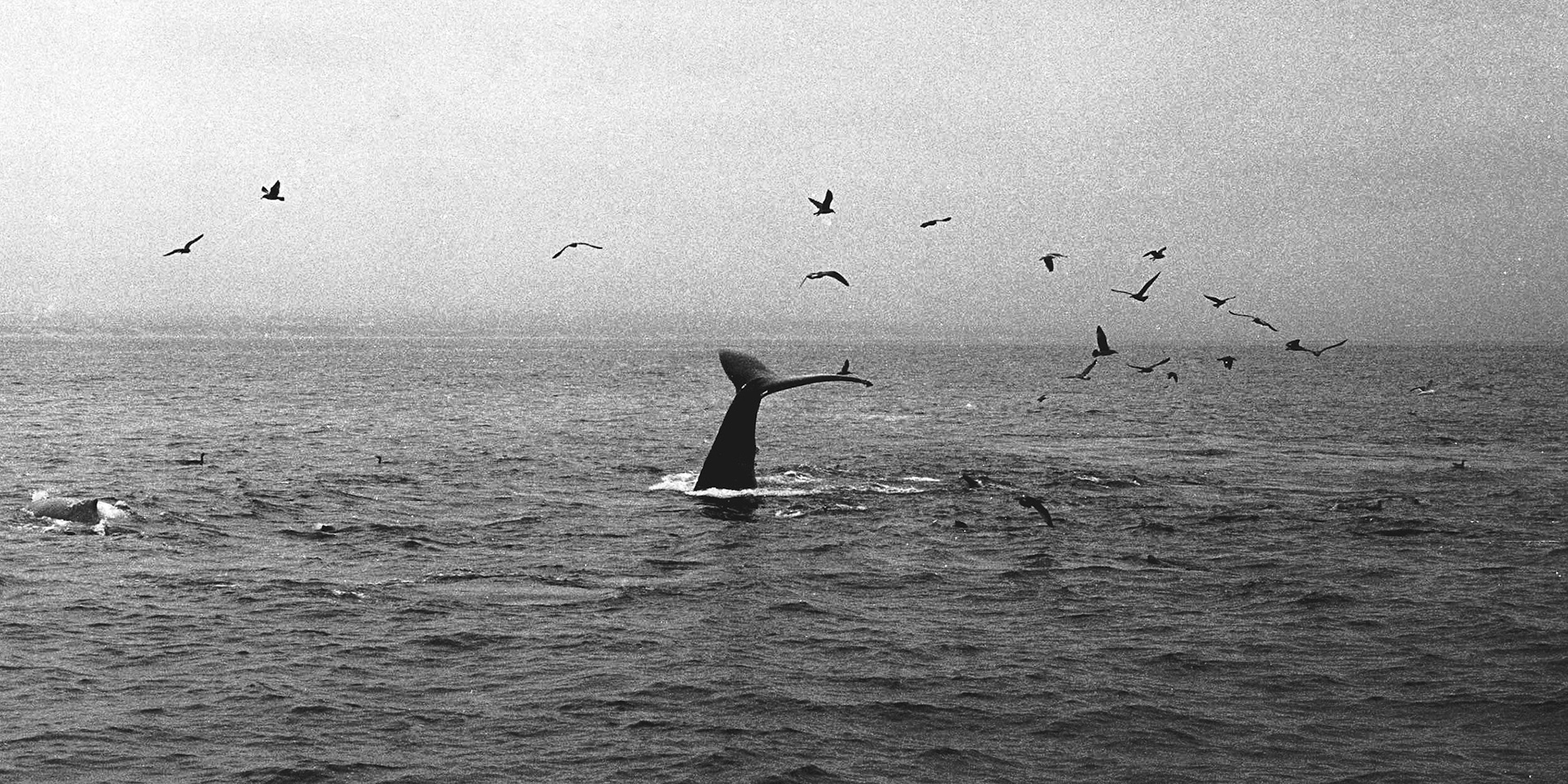 Leica M6, Kodak Portra 160 converted to black and white