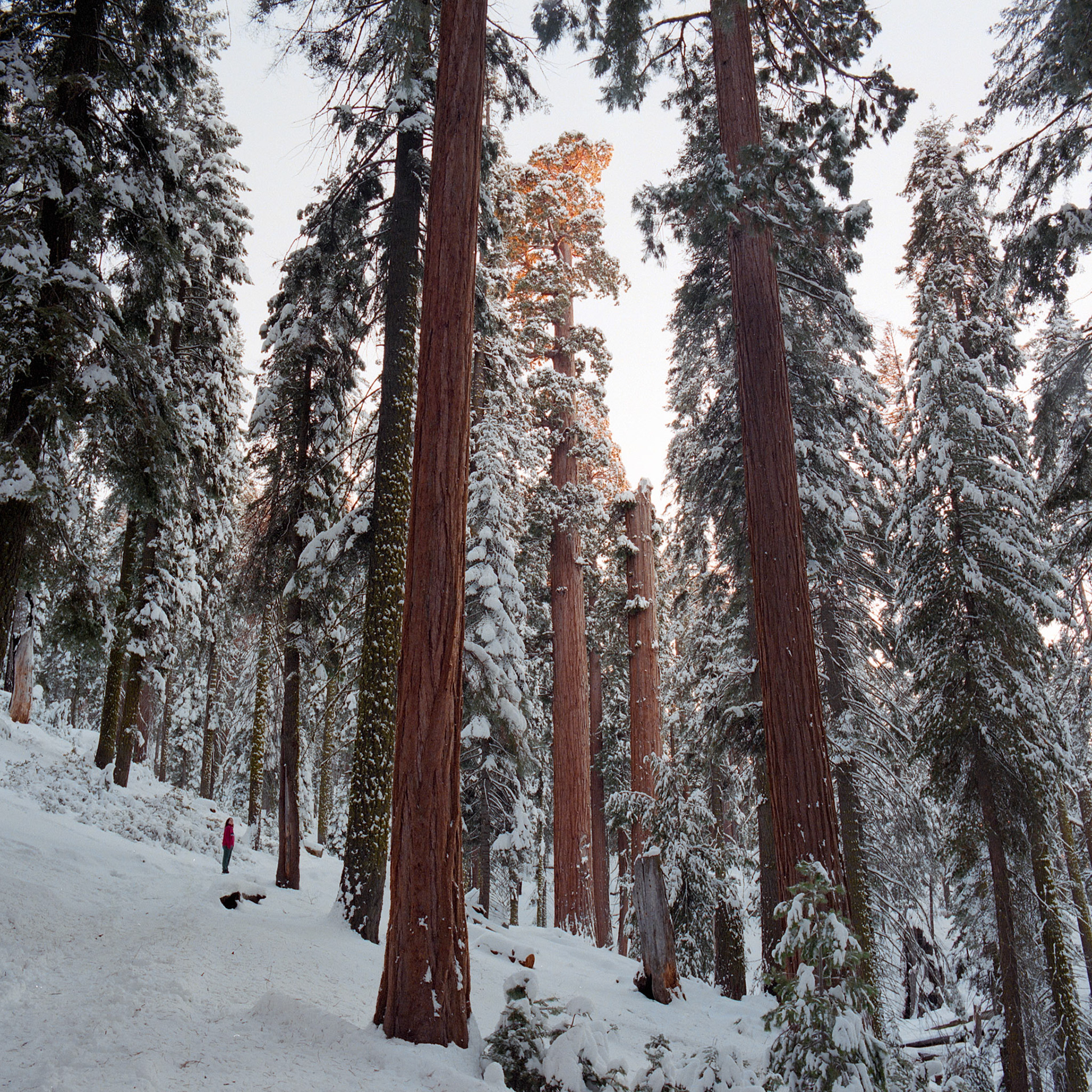 Sequoia National Park, California, USA
