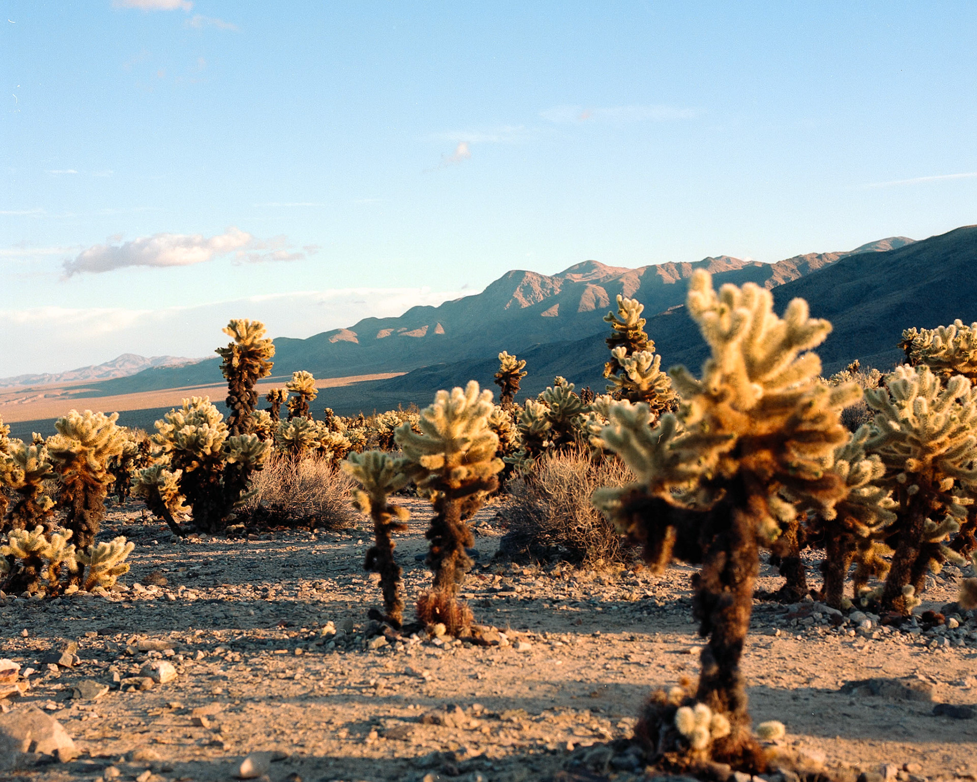 Joshua Tree National Park, California, USA