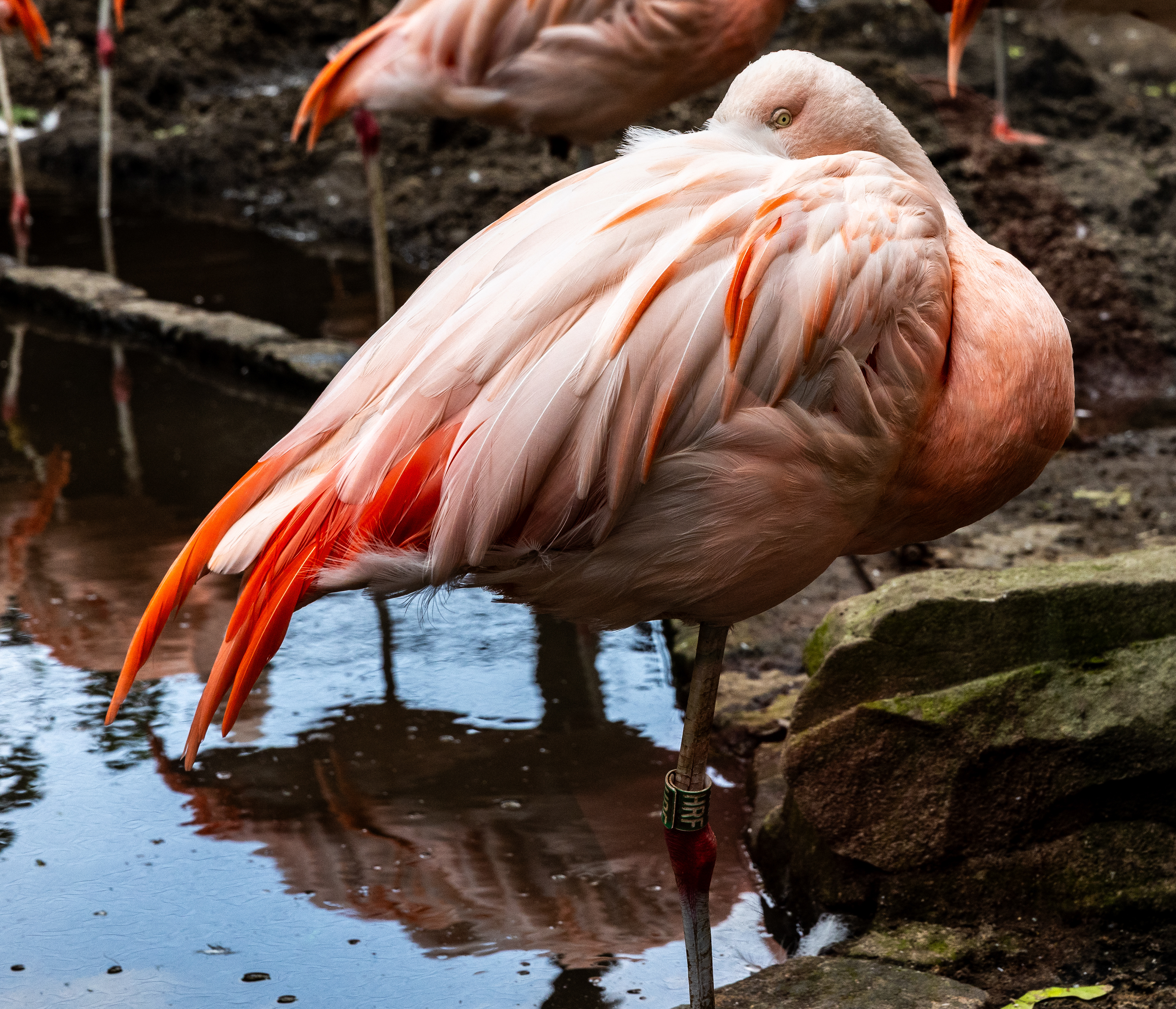 Chilean Flamingo, Edinburgh Zoo