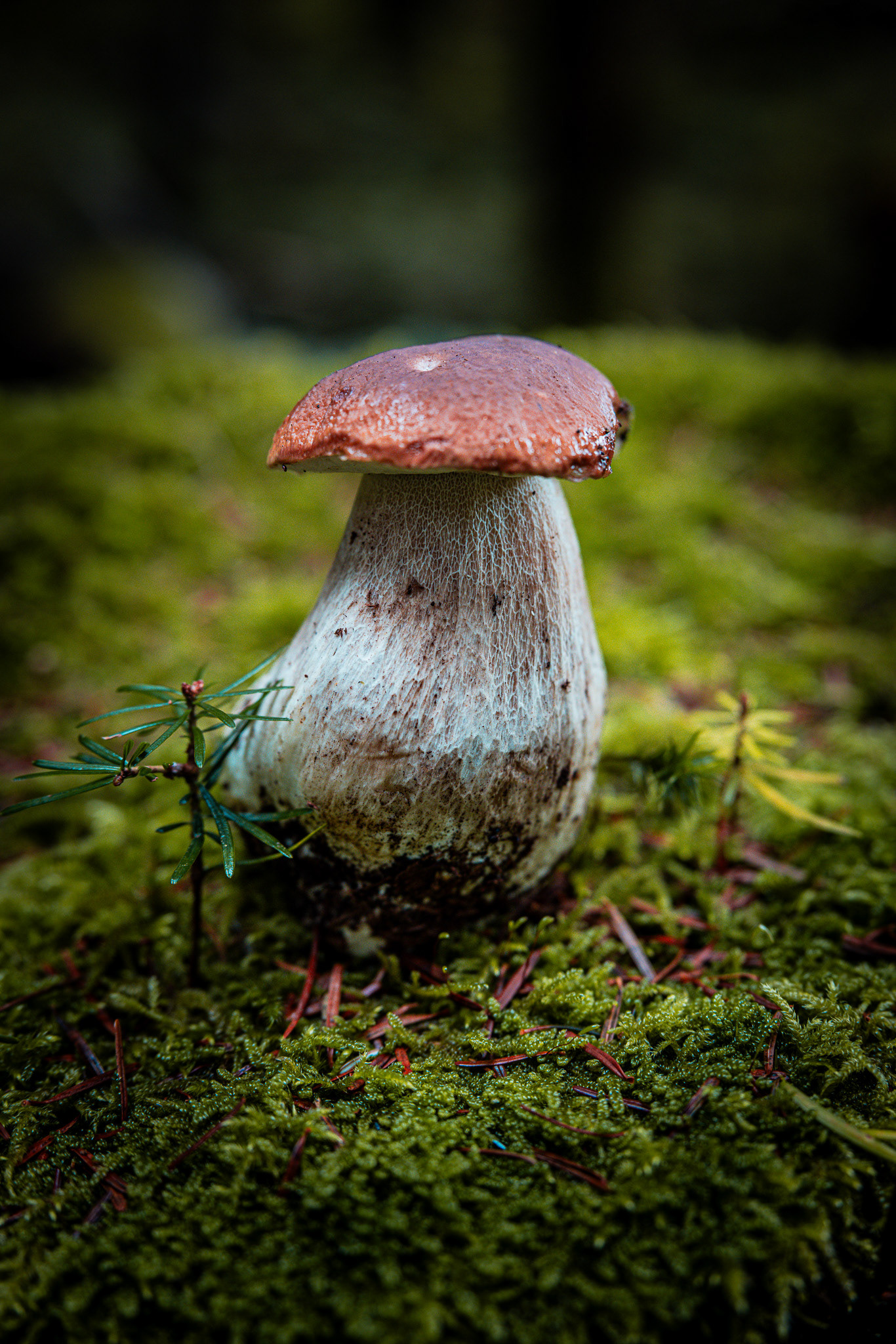 Boletus Edulis, Gorski Kotar, Croatia